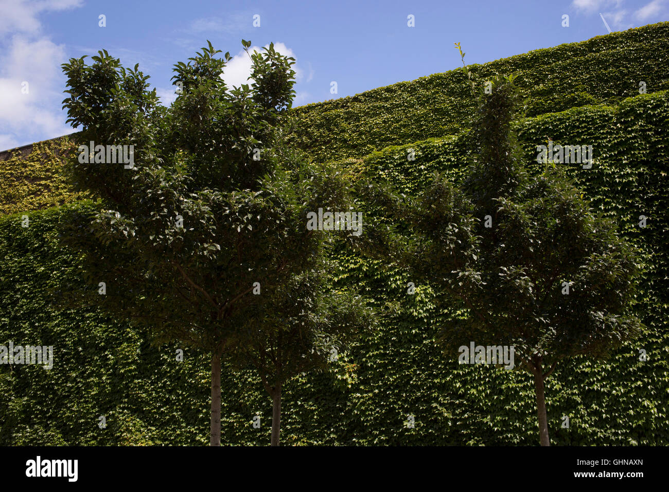 Les arbres s'harmonisent avec le célèbre mur de lierre à Horse Guards Parade à Londres, Angleterre, Royaume-Uni. Banque D'Images