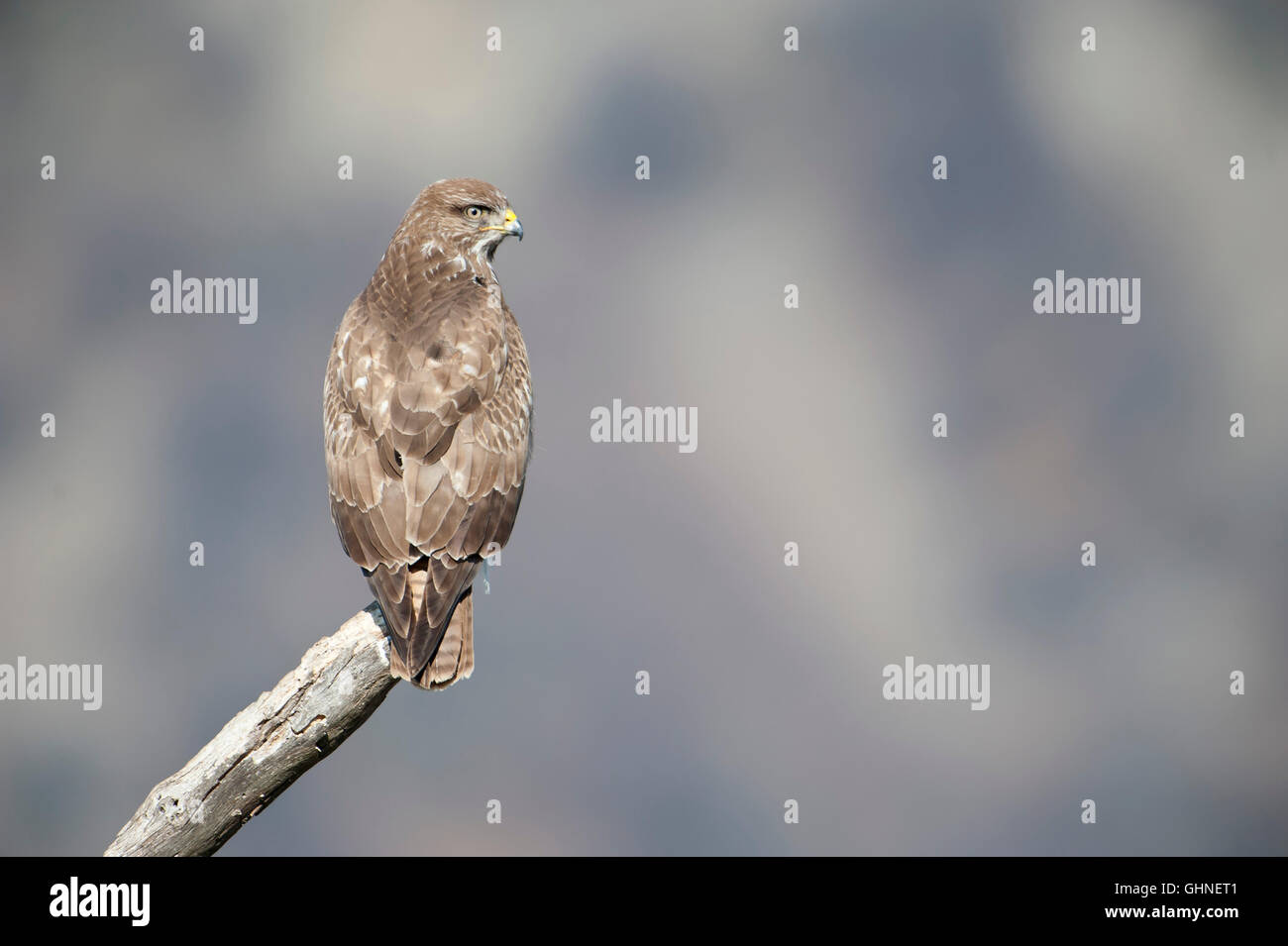 Buse variable Buteo buteo Bulgarie Banque D'Images