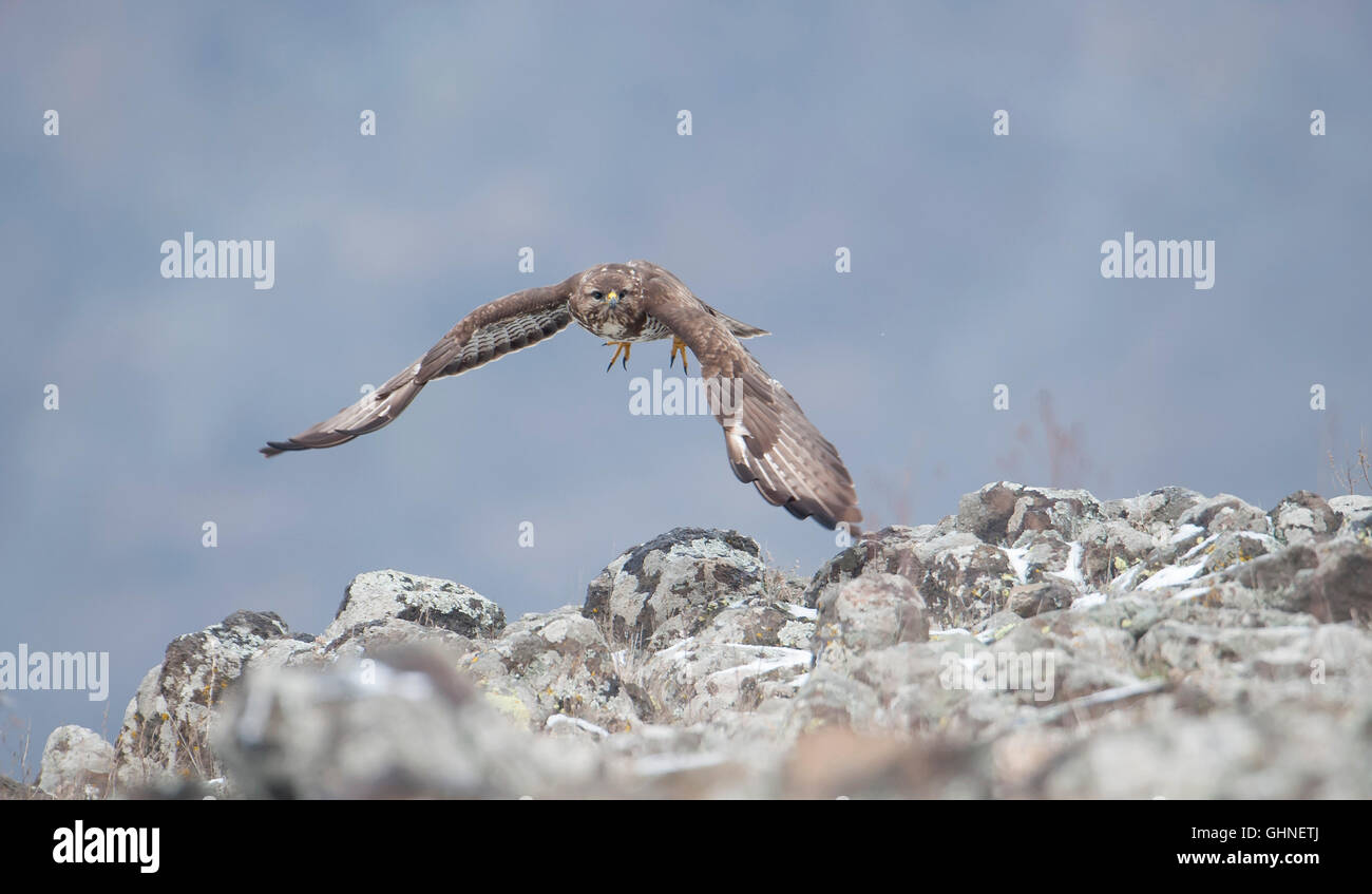 Buse variable Buteo buteo Bulgarie Banque D'Images