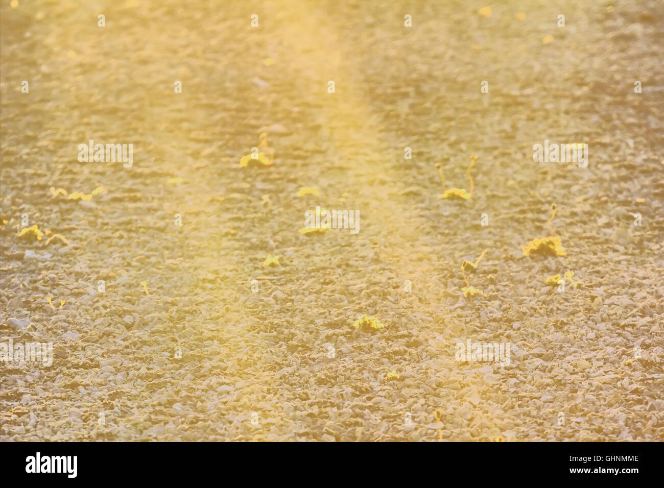 Rayons de soleil de minuit, désert arctique et le pavot d'Islande. Le jour polaire. L'archipel de la Nouvelle-Zemble. Rétroéclairé Shot Banque D'Images