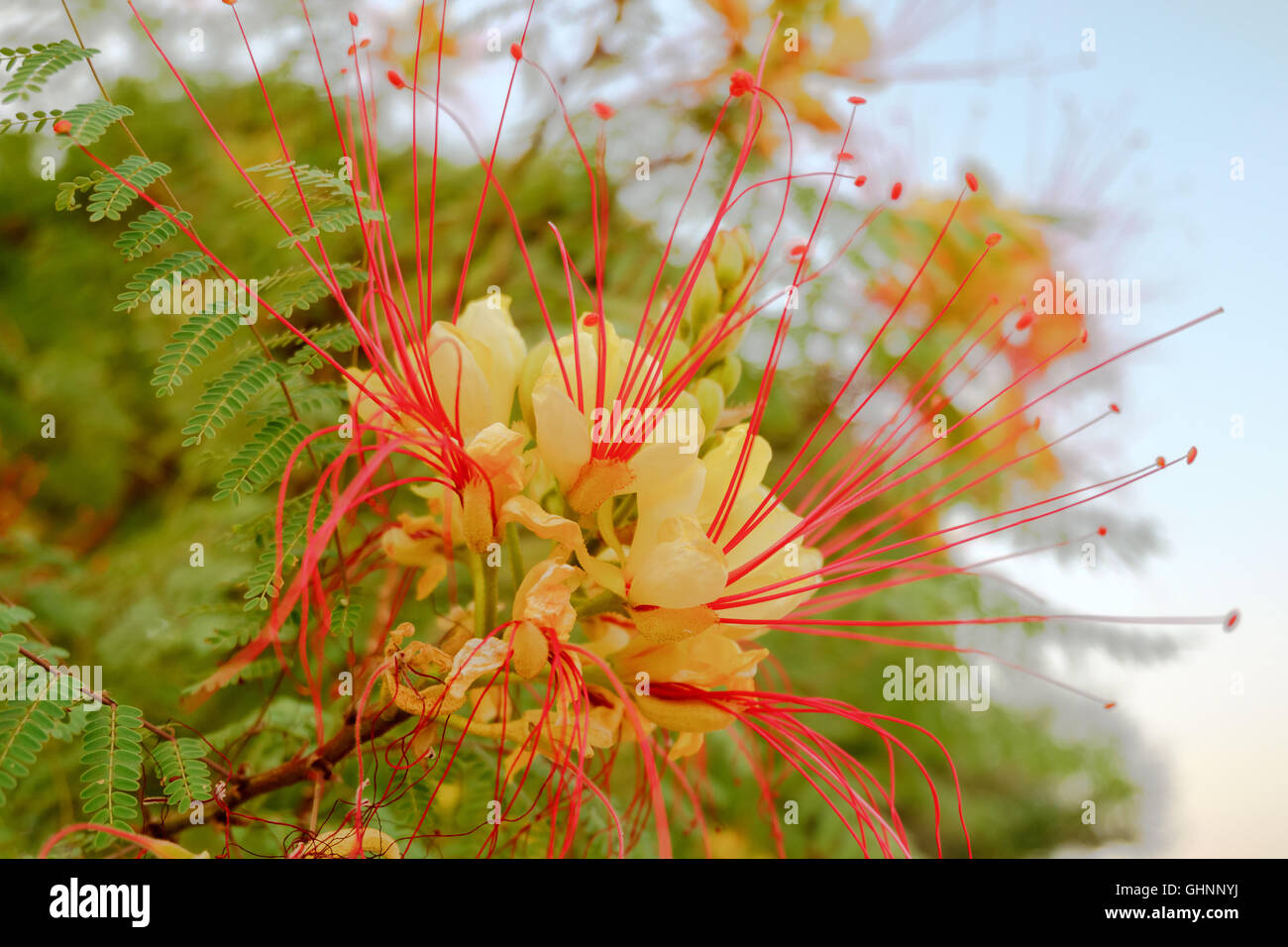 Caesalpinia gilliesii, nom commun - oiseau du paradis fleur jaune Banque D'Images