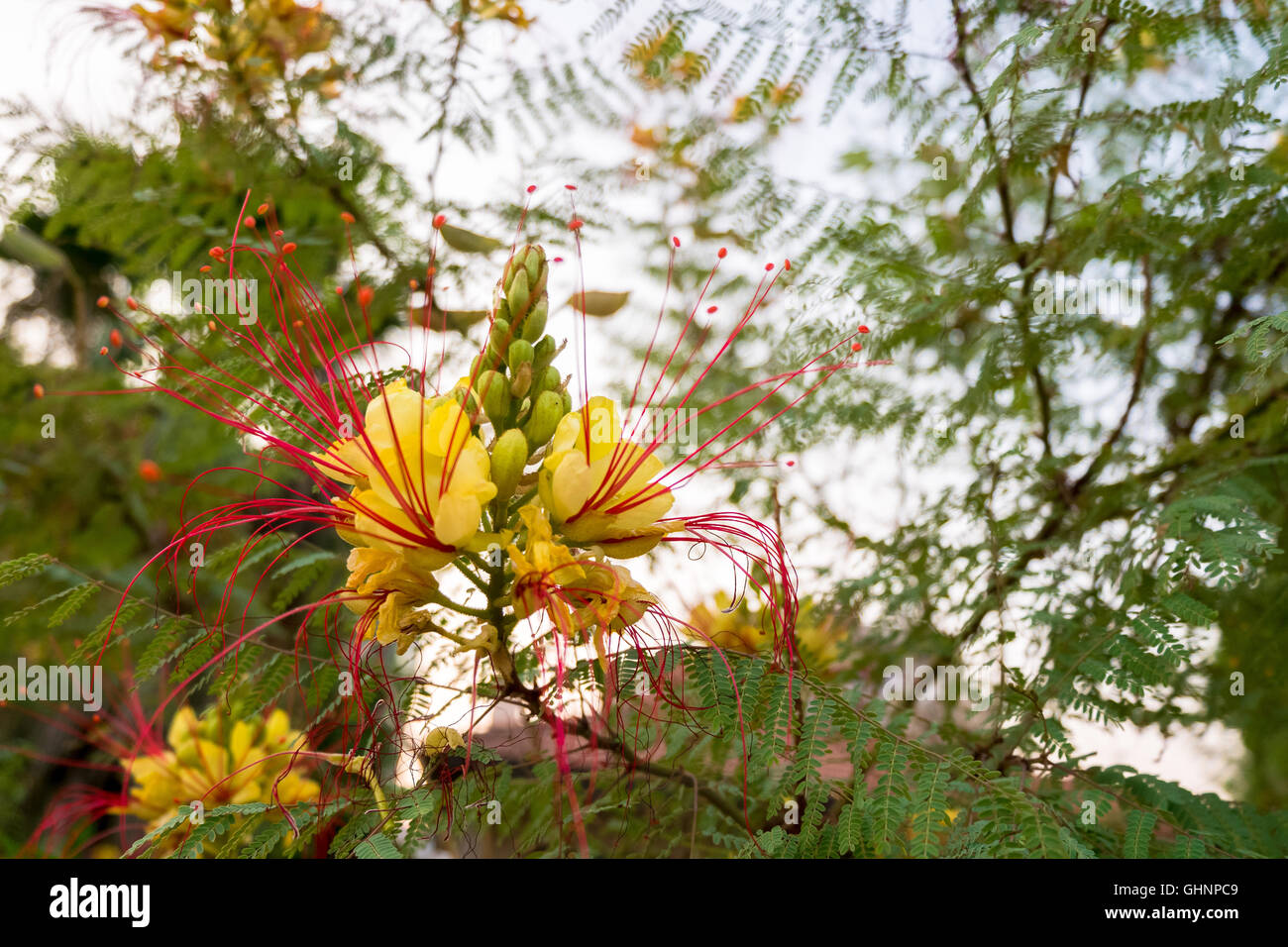 Caesalpinia gilliesii, nom commun - oiseau du paradis fleur jaune Banque D'Images