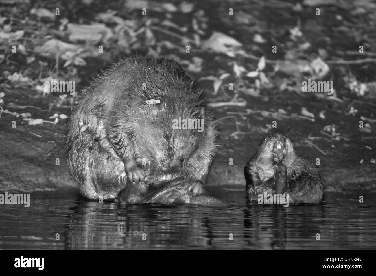 Le castor d'Eurasie (Castor fiber) mère et une de ses petits grooming côte à côte dans la nuit sur la Loutre de rivière, Devon, UK, juillet. Banque D'Images