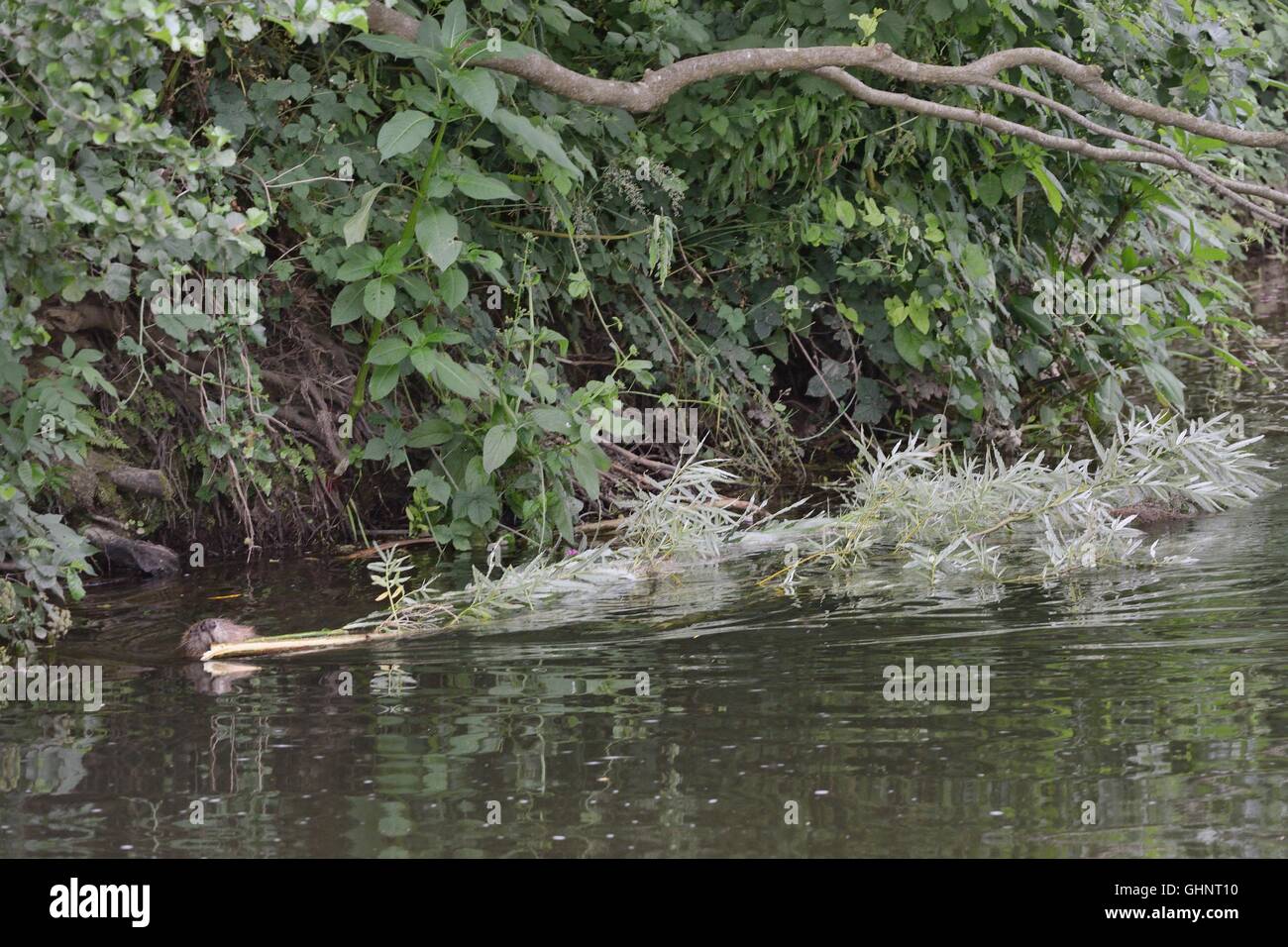 Le castor d'Eurasie (Castor fiber) mère faisant glisser un saule arbrisseau elle a coupé pour ses petits à l'alimentation sur, la loutre de rivière, Devon, UK. Banque D'Images