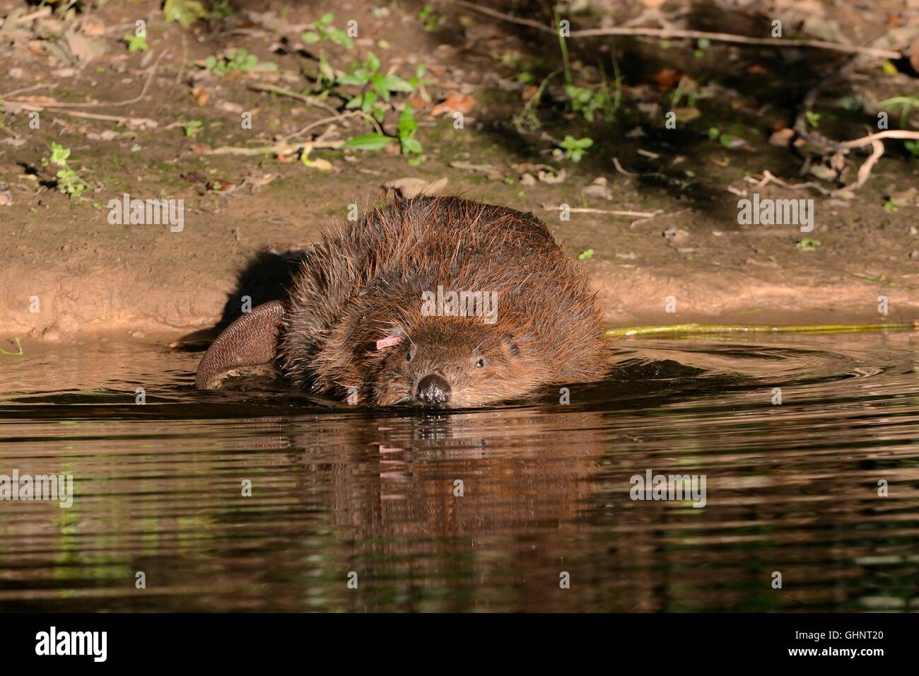 Le castor d'Eurasie (Castor fiber) femmes Natation à partir de la rive de la loutre de rivière en soirée sunshine, Devon, UK, juillet. Banque D'Images