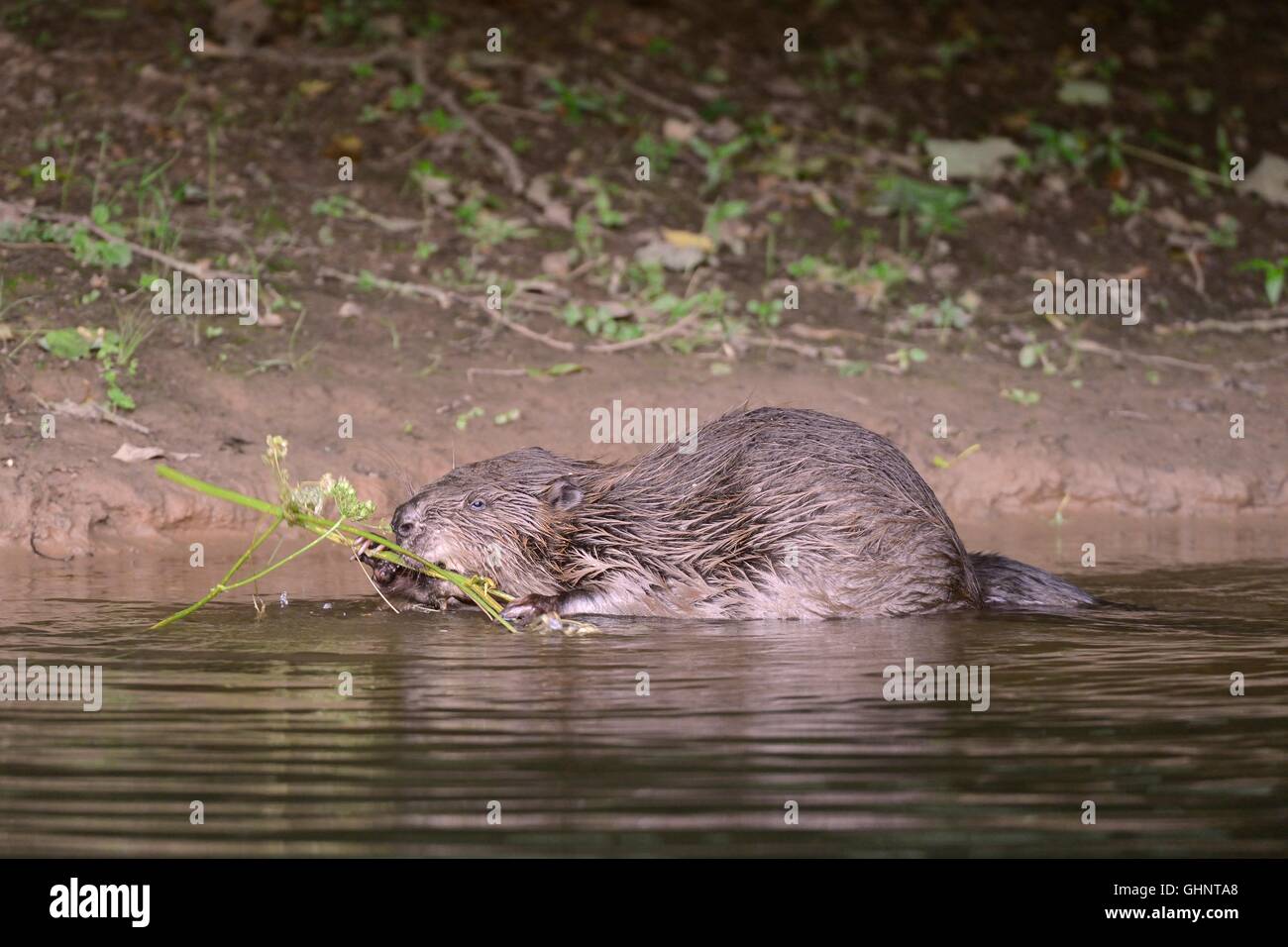 Le castor d'Eurasie (Castor fiber) féminin commun manger berce du Caucase (Heracleum sphondylium) tige sur la Loutre de rivière, Devon, UK Banque D'Images