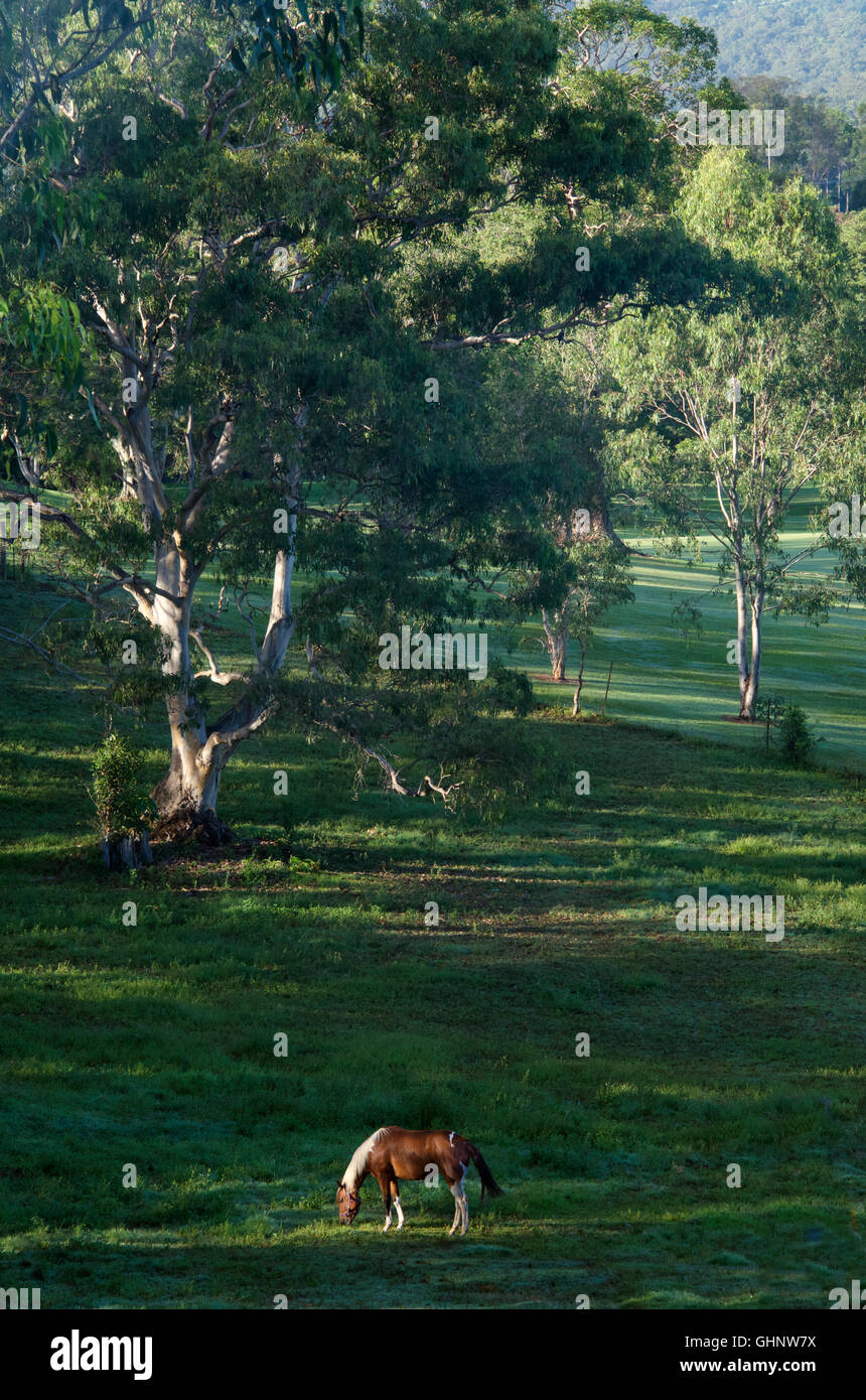 Paysage rural avec l'Tallebudgera Queensland Australie Banque D'Images