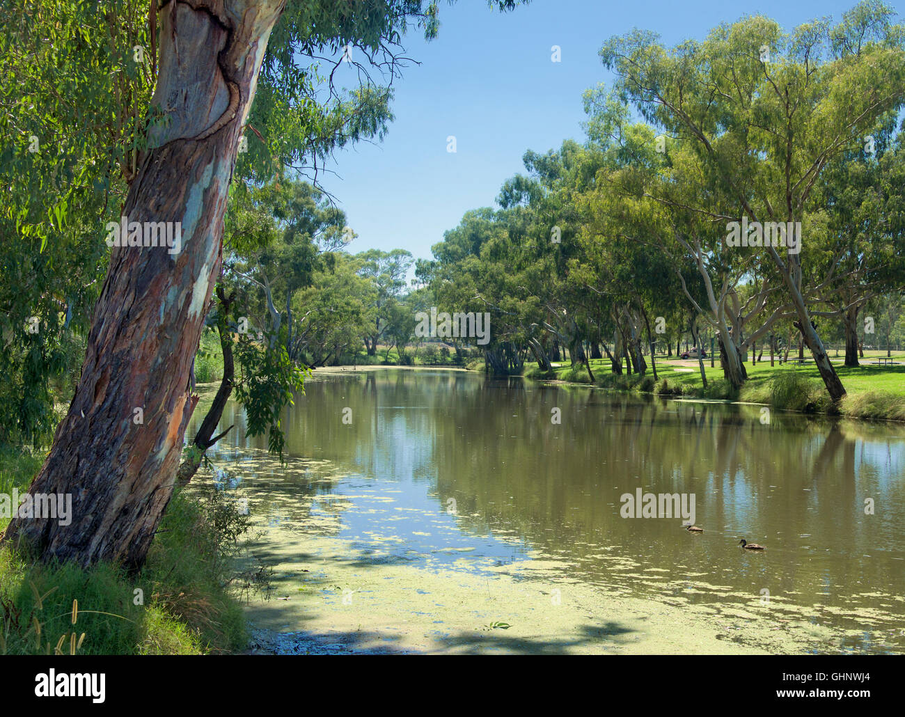 Condamine River Warwick Queensland Australie Banque D'Images