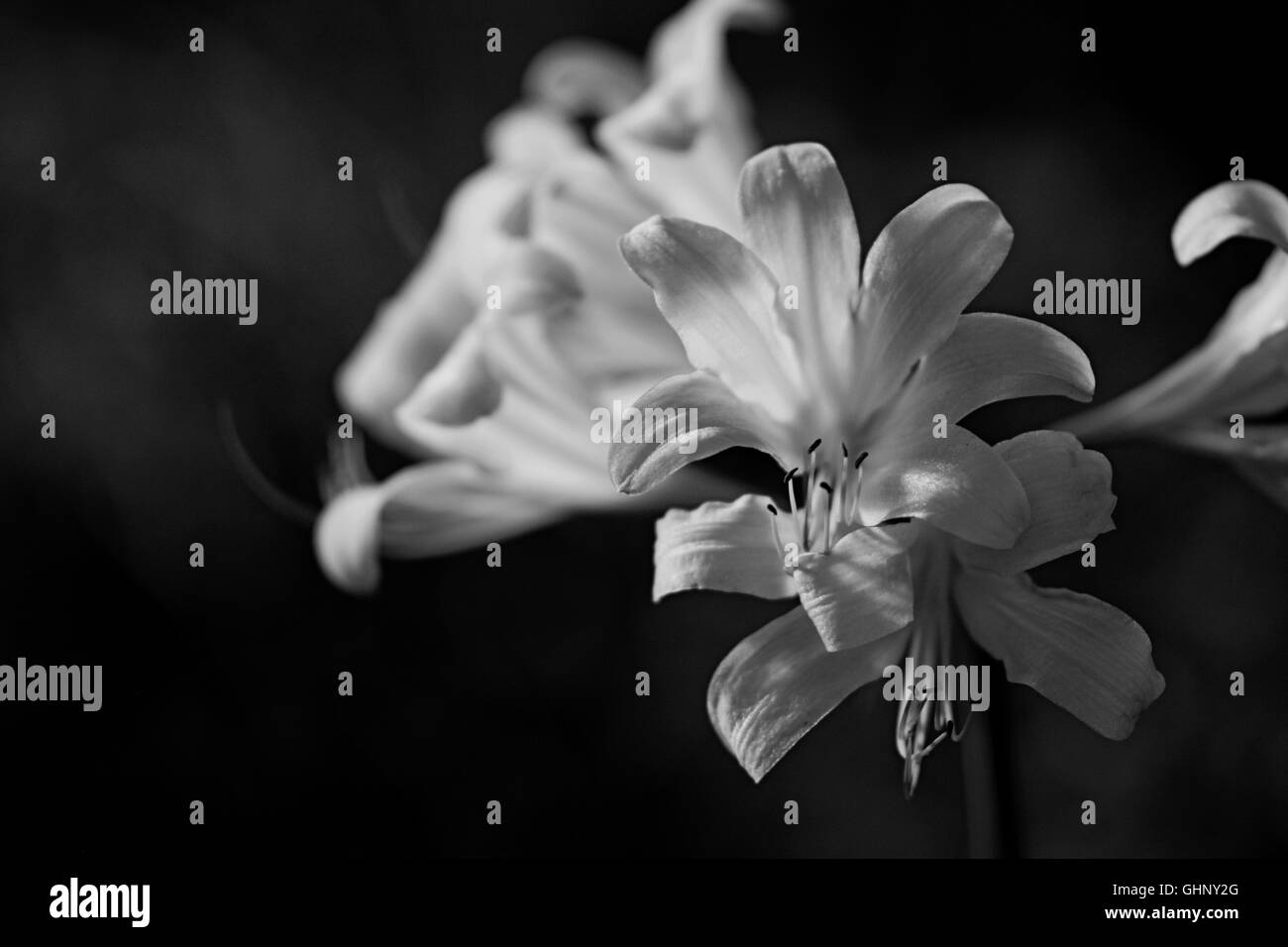 Lily surprise en noir et blanc Banque D'Images