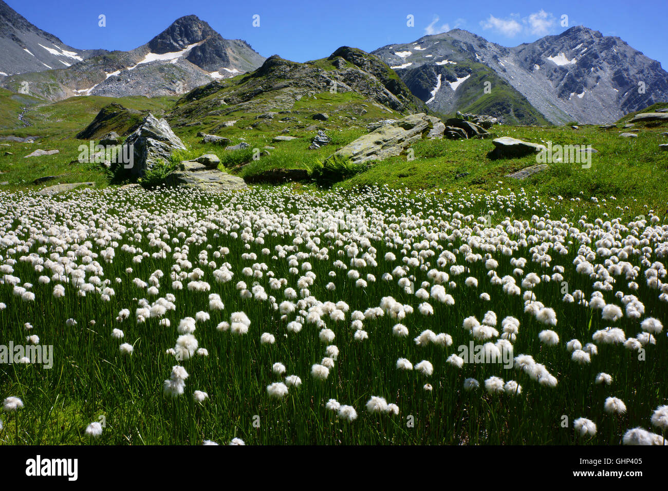 Cottonflowers près du Lac de fenetres, Grand Saint Bernard montagnes, vallée de Val Ferret, Valais, Suisse Banque D'Images