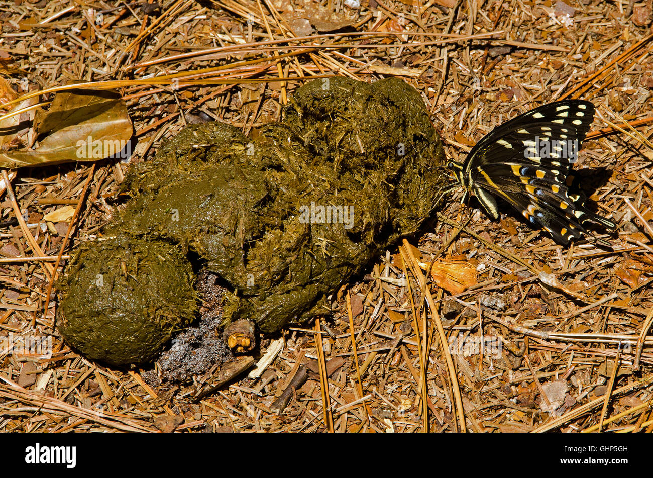 Black swallowtail butterfly rss sur le fumier de cheval sur sentier Bridle en Caroline du Sud. Banque D'Images