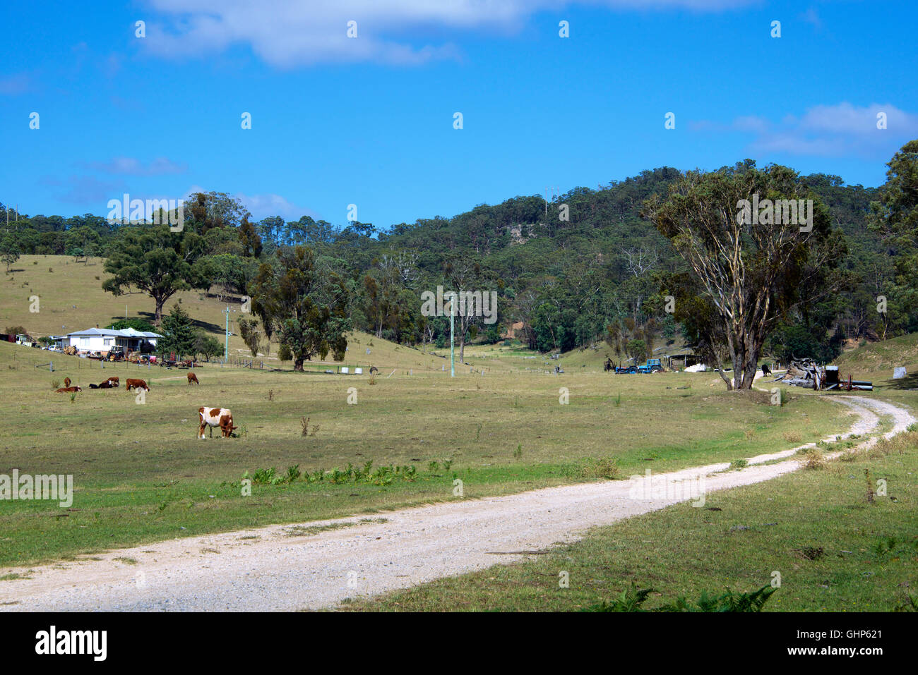 Homestead avec bétail Bylong Valley NSW Australie Banque D'Images