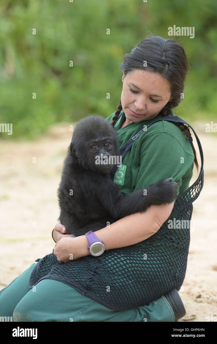 Afia le gorille des basses terres de l'Ouest de six mois, né par césarienne d'urgence le 12 février 2016, joue avec la gardienne Joanne Rudd sur l'île de Gorilla au zoo de Bristol, dans le cadre de l'enrichissement et de l'apprentissage du gorille bébé. Banque D'Images