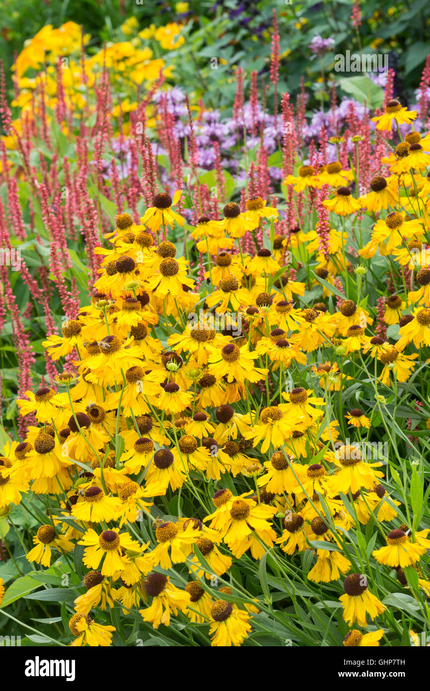 Helenium 'Fata morgana'. Sneezeweed flower Banque D'Images