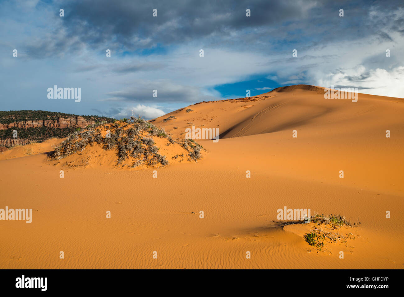 Les hummocks aka des massifs de plantes en dunes, coucher de soleil, Coral Pink Sand Dunes State Park, Utah, USA Banque D'Images