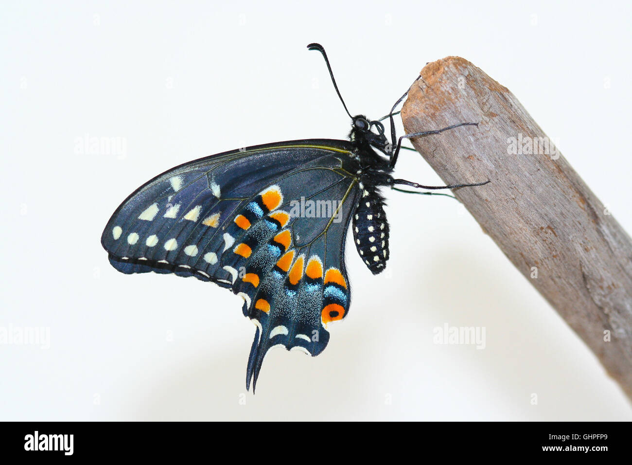 Une femme fraîchement émergées black swallowtail Butterfly (Papilio polyxenes) reposant sur un morceau de bois flotté, Indiana, United States Banque D'Images