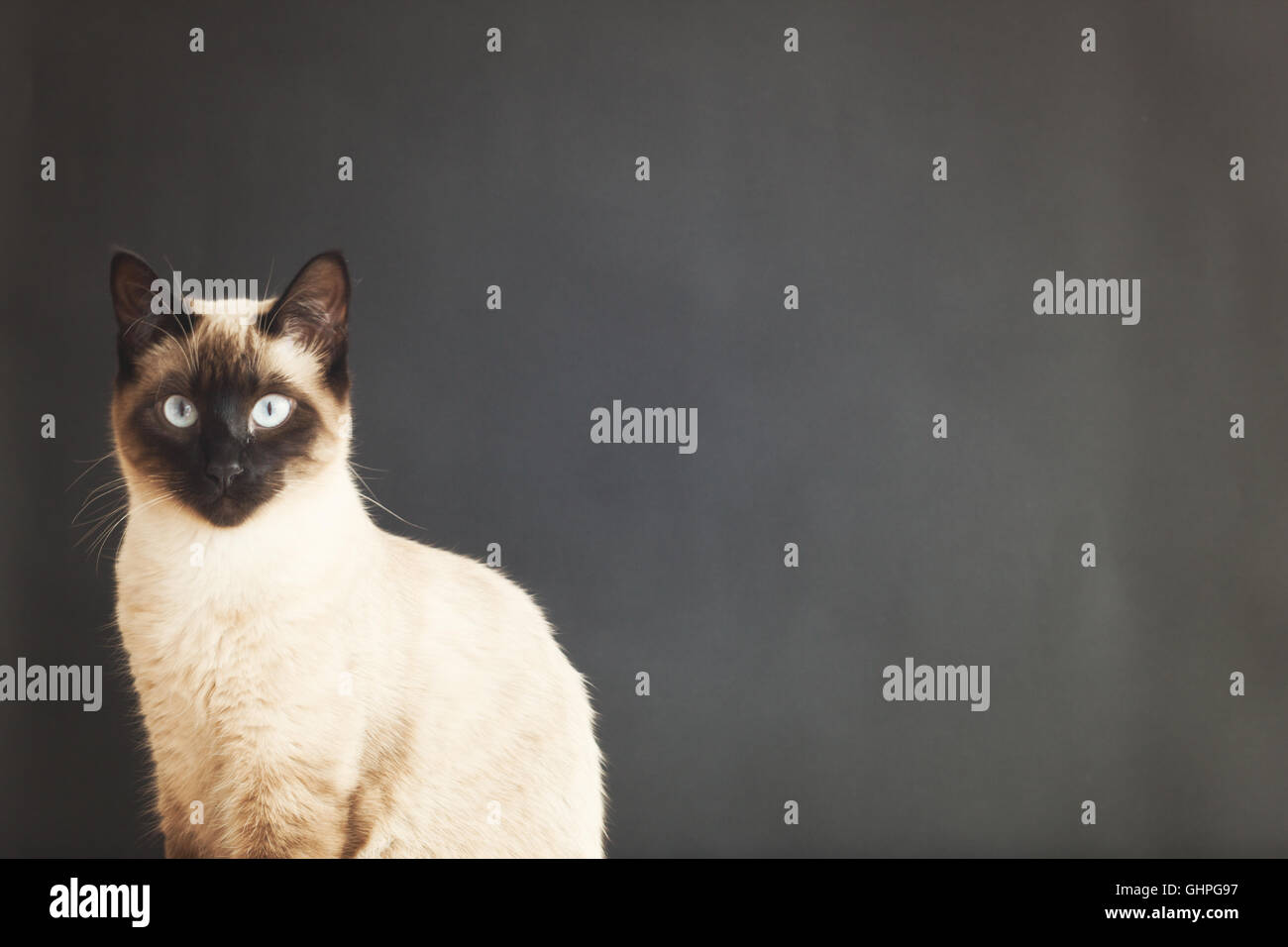 Chat Siamois Traditionnel devant un fond noir Banque D'Images