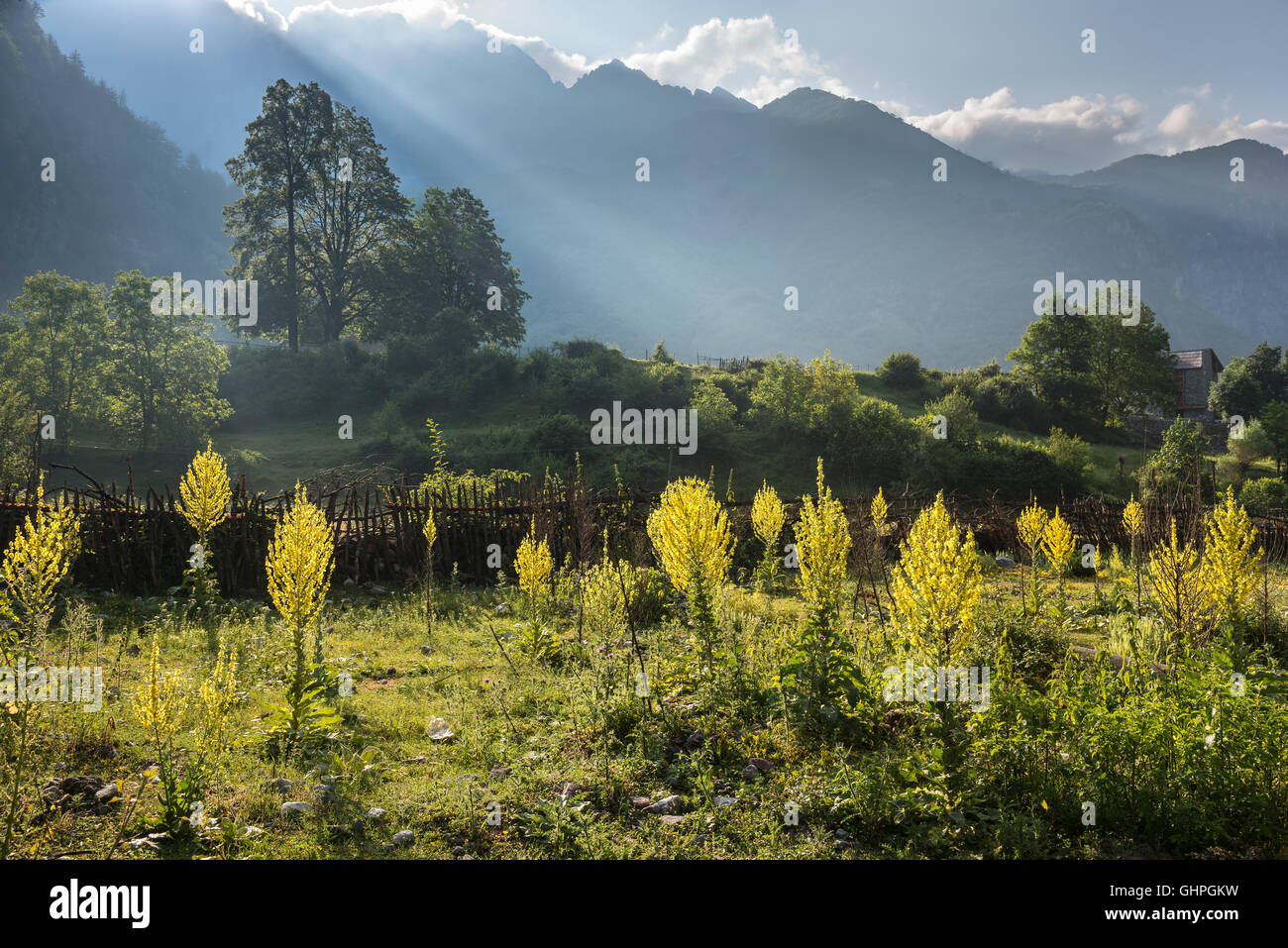 Fleurs sauvages à Theth, avec les Alpes albanaises en arrière-plan, le nord de l'Albanie. Banque D'Images