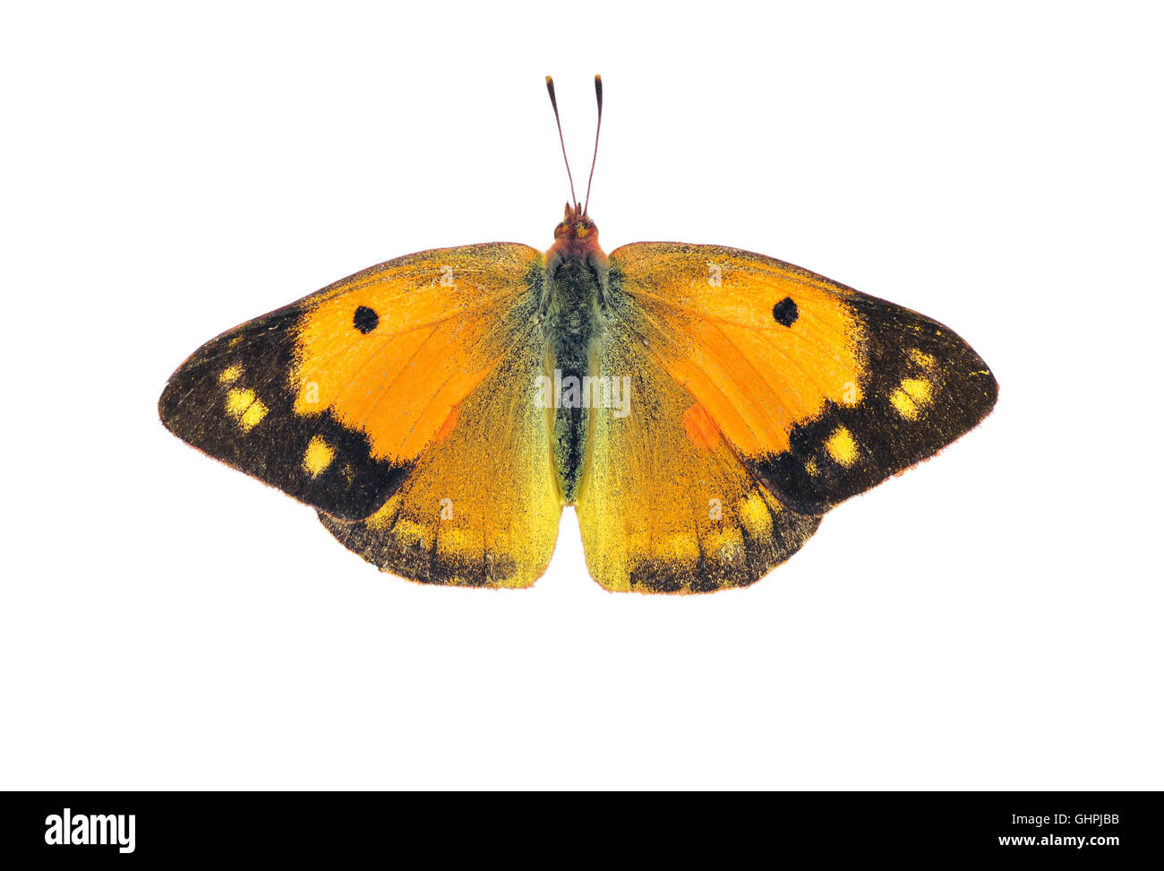 Papillon jaune assombrie sombre - femmes, sur fond blanc Banque D'Images