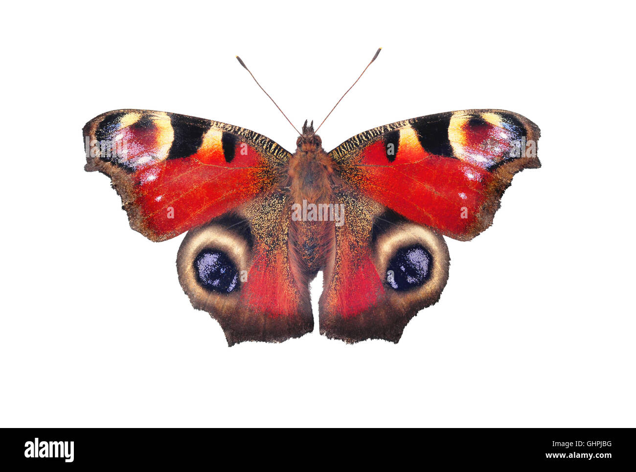 Papillon paon européen, isolé sur fond blanc Banque D'Images