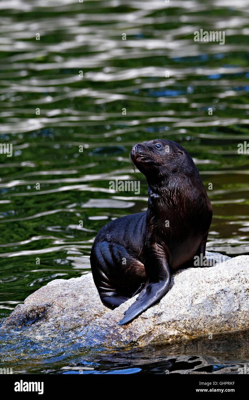 Les jeunes lions de mer d'Amérique du Sud (Otaria flavescens) on rock Banque D'Images