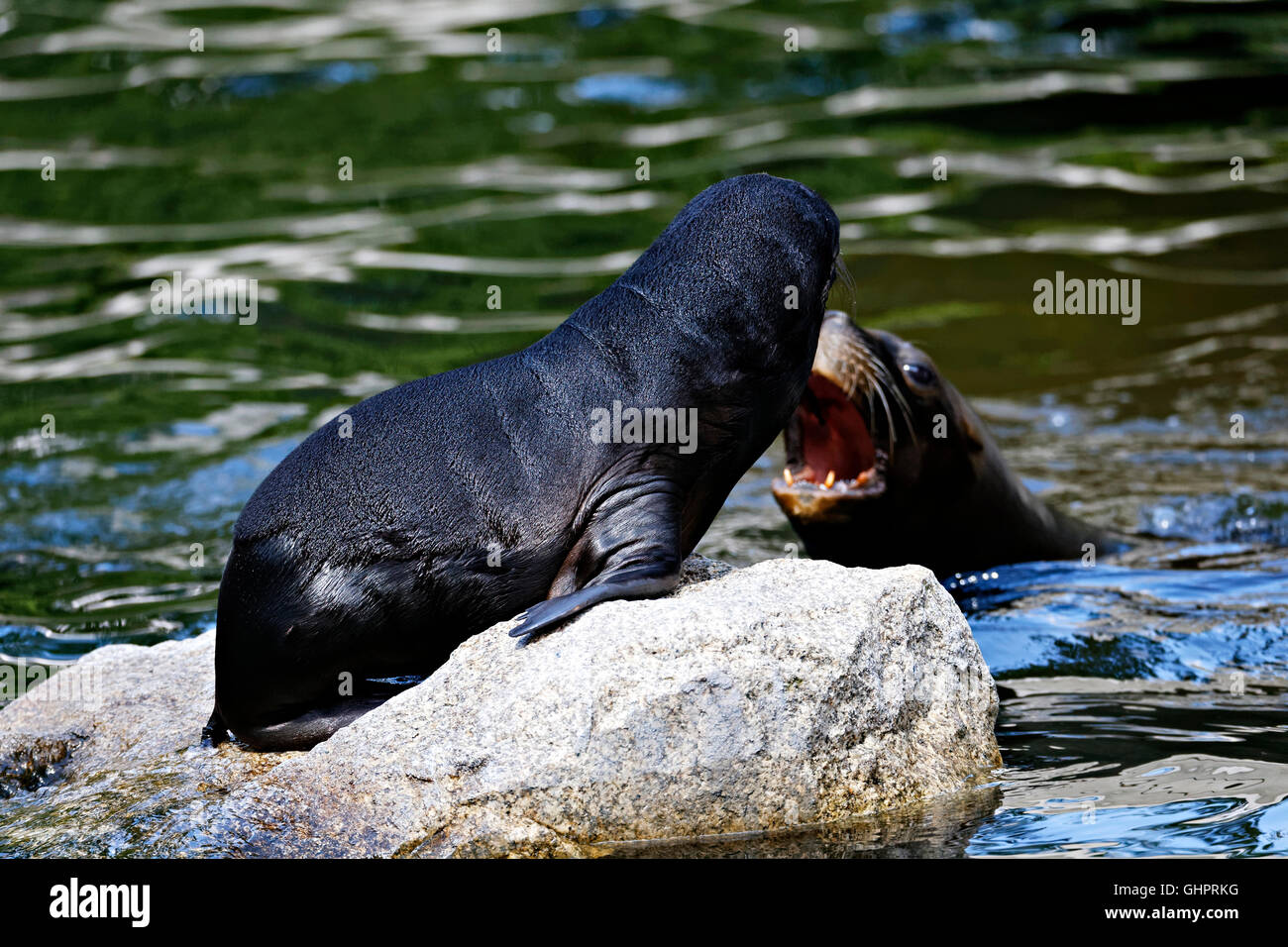 Les jeunes lions de mer d'Amérique du Sud (Otaria flavescens) sur comminicating rock avec des profils Banque D'Images