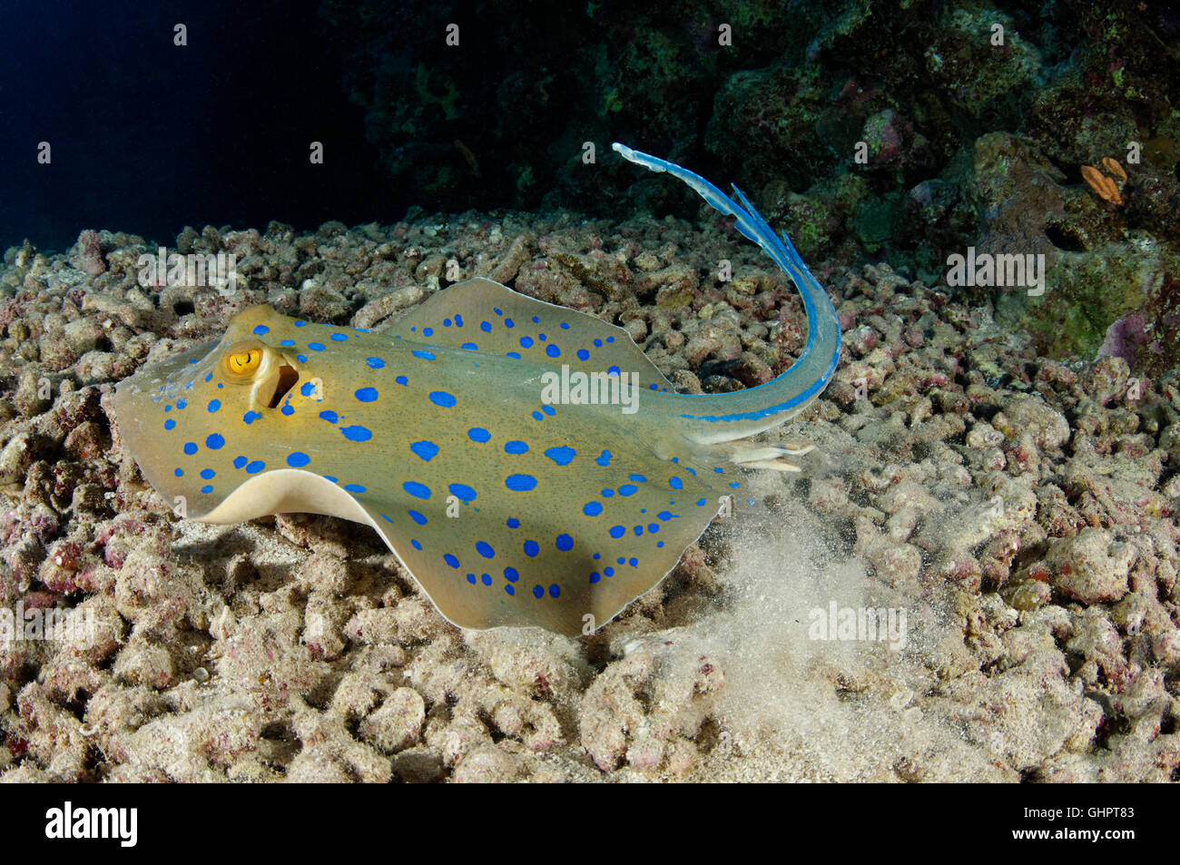 Taeniura lymma, bluespotted stingray ribbontail, ray, Red Sea, Egypt, Africa Banque D'Images