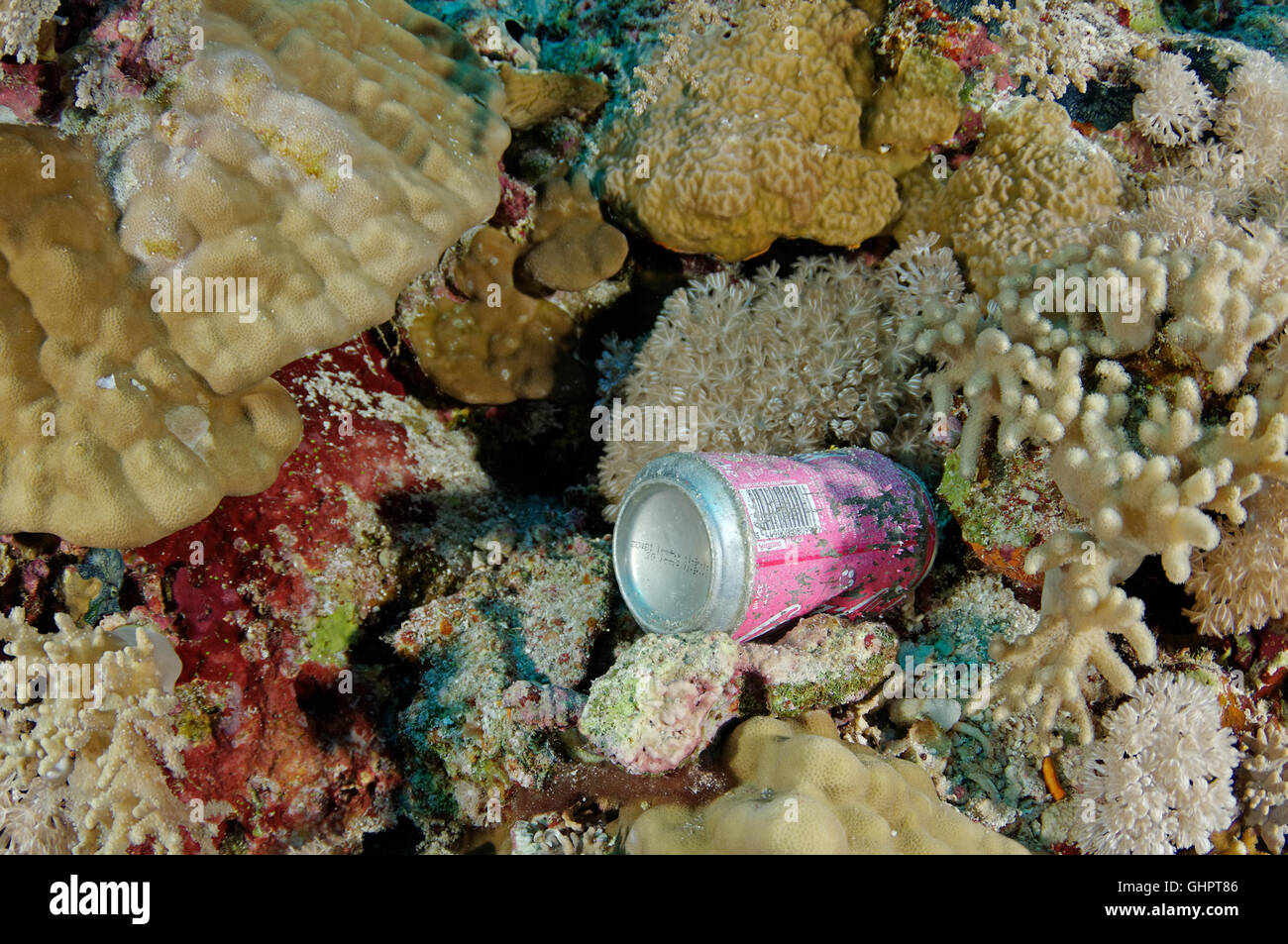 La pollution de l'environnement, les déchets en mer Rouge, Red Sea, Egypt, Africa Banque D'Images