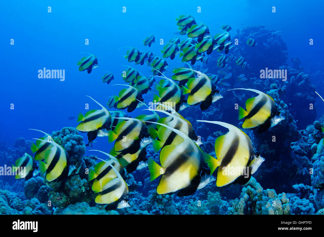 Heniochus intermedius, École de Red Sea Bannerfish, Marsa Alam, Red Sea, Egypt, Africa Banque D'Images
