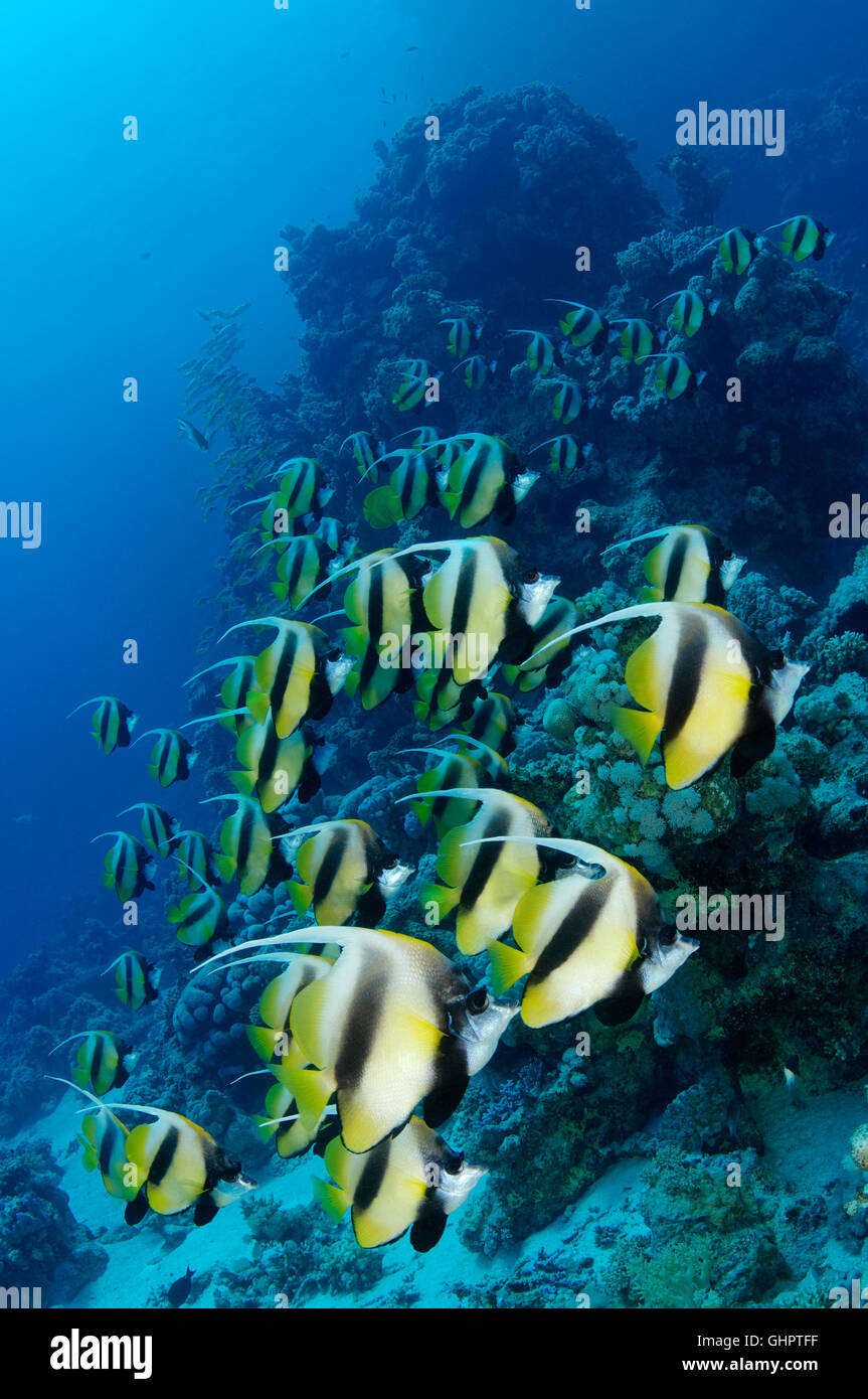 Heniochus intermedius, École de Red Sea Bannerfish, Marsa Alam, Red Sea, Egypt, Africa Banque D'Images