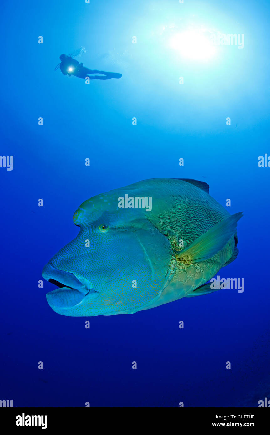 Cheilinus undulatus, Napoléon, poisson Napoléon ou Napoléon, petit frère, frère, les îles Brothers, Red Sea, Egypt Banque D'Images