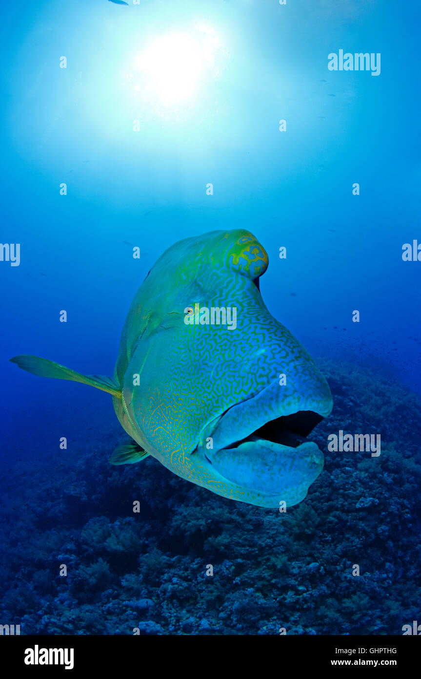 Cheilinus undulatus, Napoléon, poisson Napoléon ou Napoléon, petit frère, frère, les îles Brothers, Red Sea, Egypt Banque D'Images