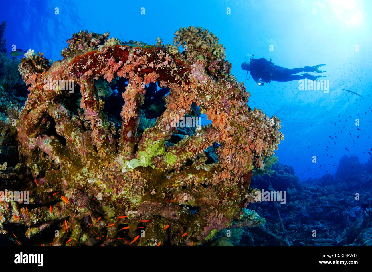 Épave Numidia, plongée sous-marine sur épave, Brother Islands, Frères, grand frère, Red Sea, Egypt, Africa, Africa Banque D'Images