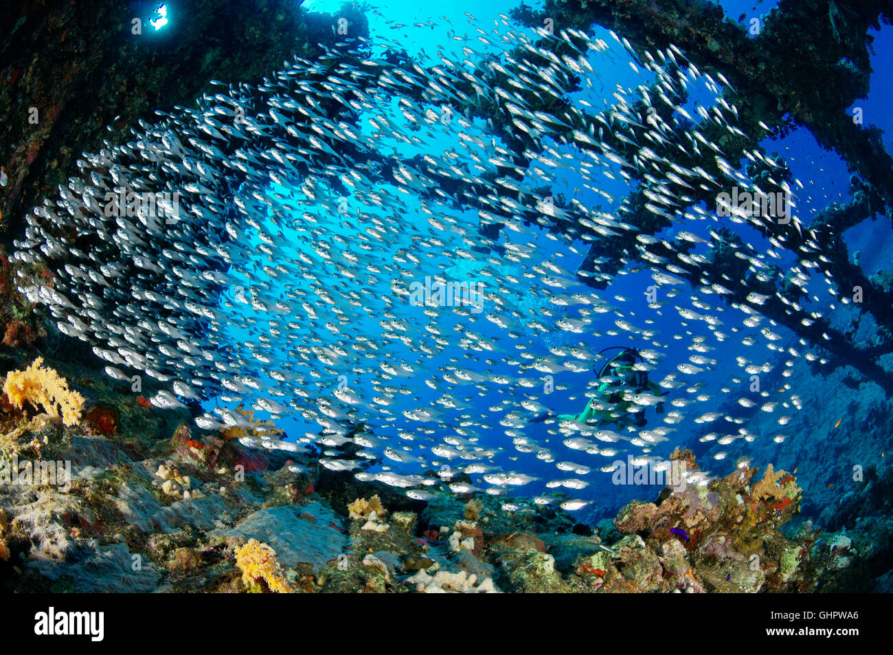 Naufrage SS Carnatic, plongée sous-marine sur épave, Hurghada, Shaab Abu Nuhas Reef, l'épave Carnatique, Red Sea, Egypt, Africa Banque D'Images