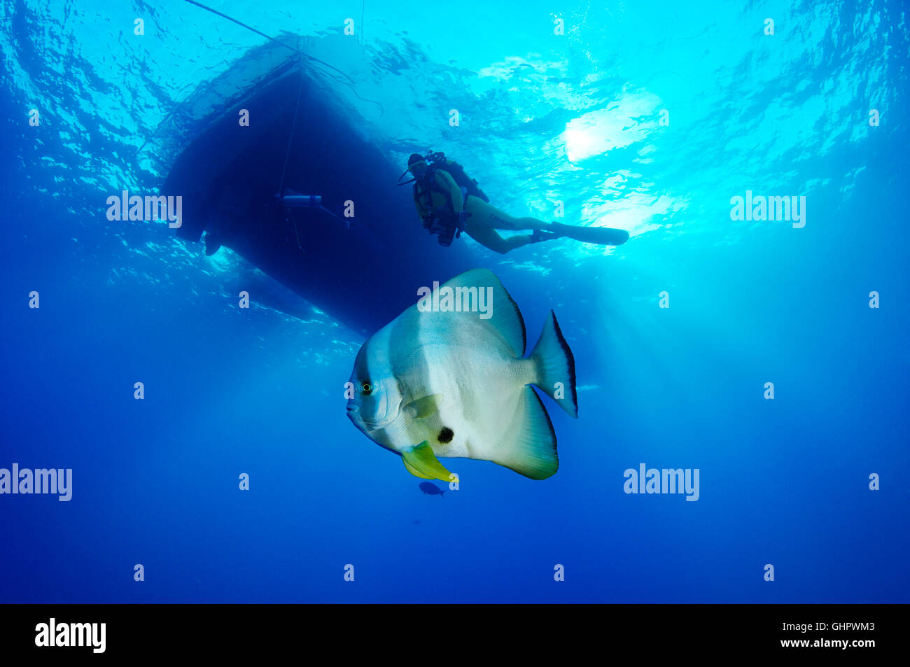 Platax teira, petit platax ou Spadefish, Red Sea, Egypt, Africa Banque D'Images