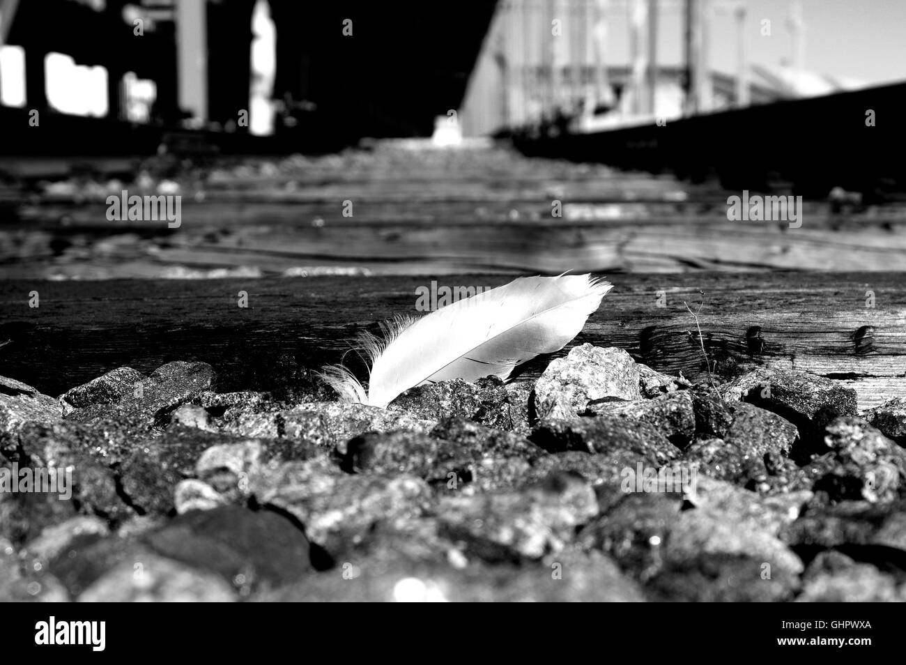 Plume, Plume, plume d'oiseau, still life Banque D'Images
