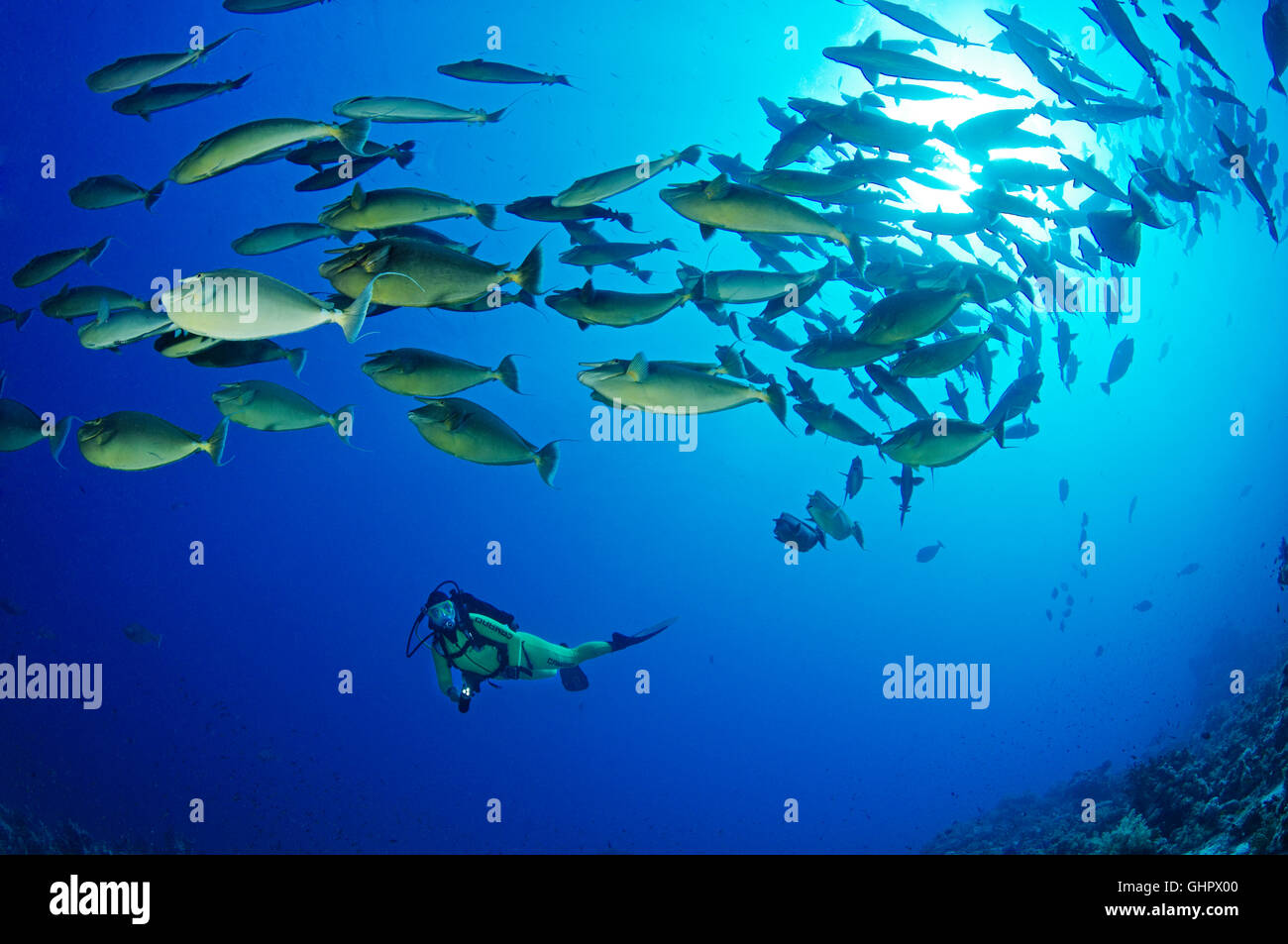 Naso unicornis, Bluespine goldfish et scuba diver, Ras Mohammed, Red Sea, Egypt, Africa Banque D'Images