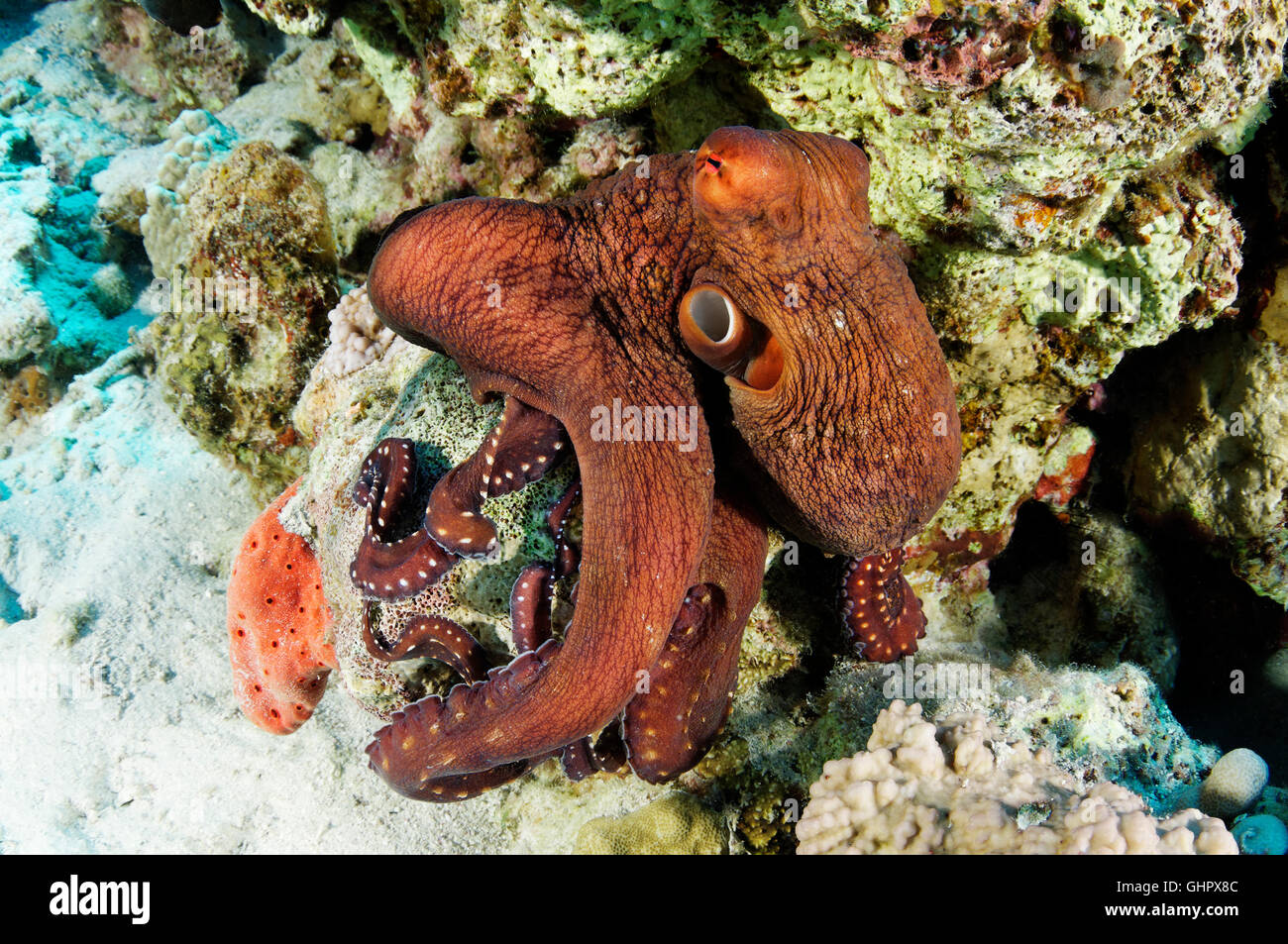 Callistoctopus macropus, White spotted octopus, Hurghada, l'île de Giftun Reef, Red Sea, Egypt, Africa Banque D'Images