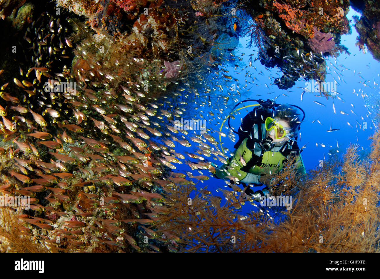 Ransonneti Parapriacanthus, banc de pigmy Sweeper et scuba diver, Abou Fandera, Red Sea, Egypt, Africa Banque D'Images