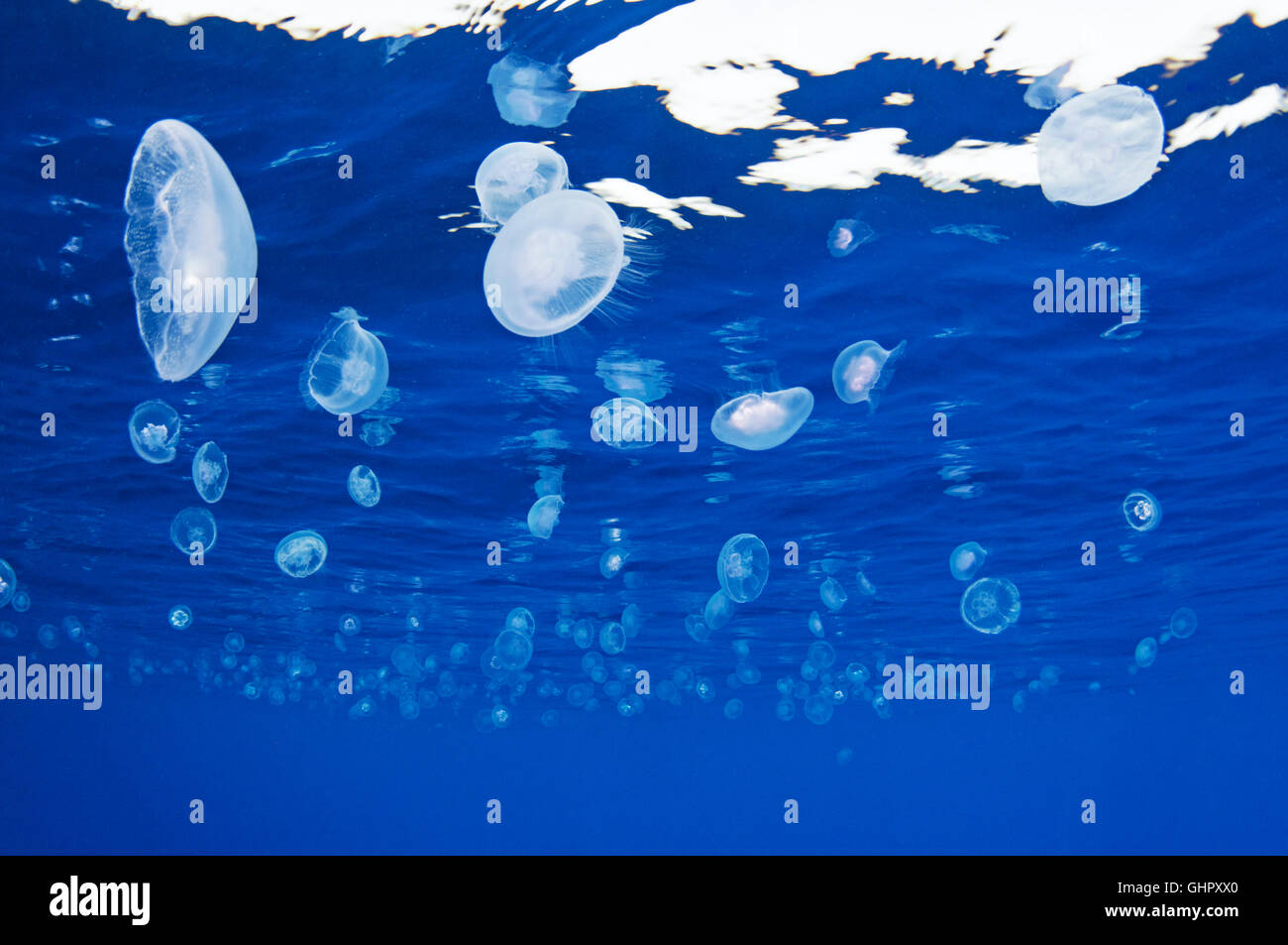 Aurelia aurita, grand groupe de moon jelly, méduses, Saint John's Reef, Red Sea, Egypt, Africa Banque D'Images