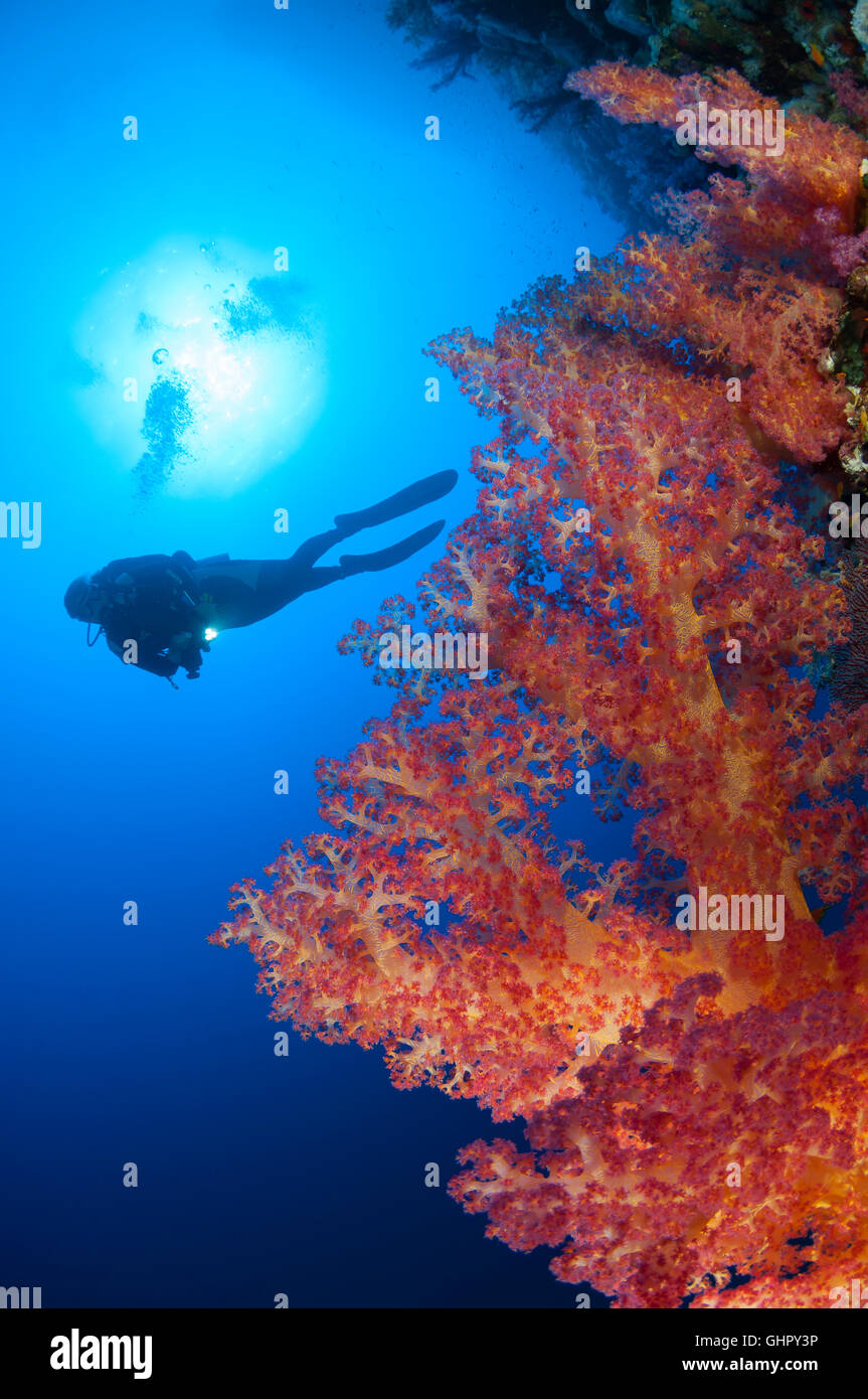 Dendronephthya klunzingeri, récifs coralliens avec klunzingeris soft coral et scuba diver, Saint John's Reef, Red Sea, Egypt, Africa Banque D'Images