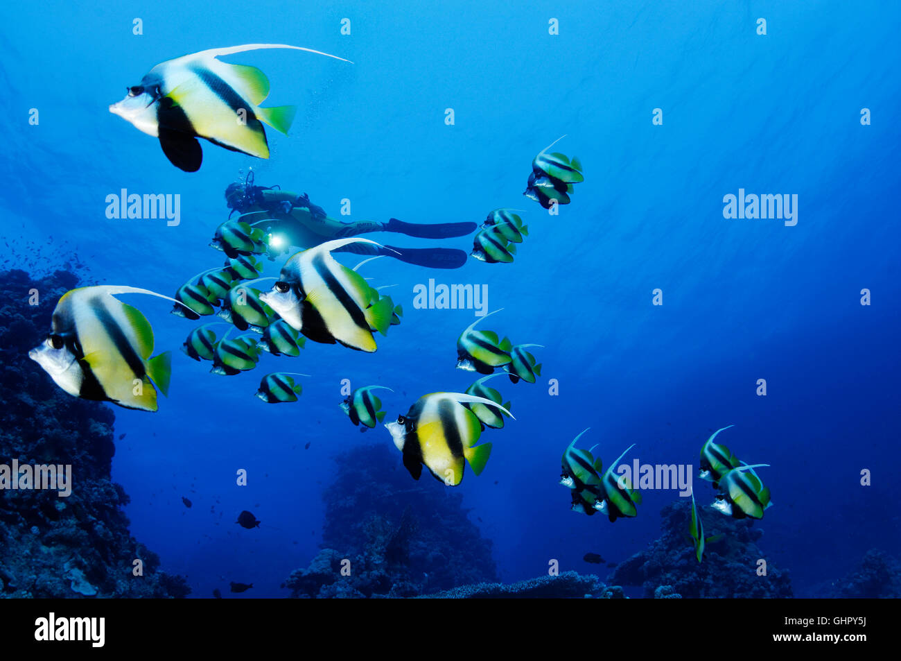 Heniochus intermedius, École de Red Sea Bannerfish et scuba diver, Saint John's Reef, Red Sea, Egypt, Africa Banque D'Images