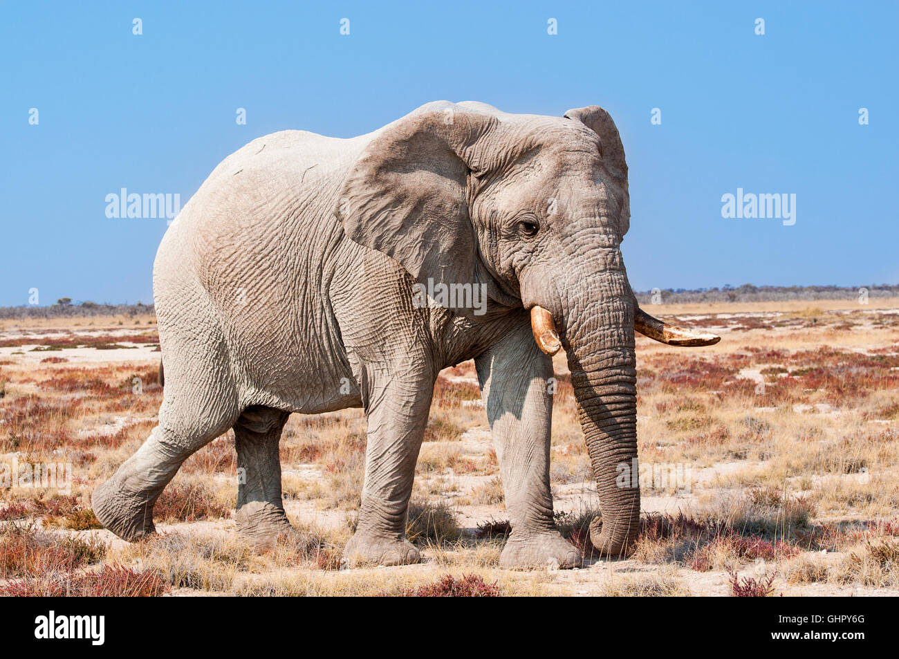 Bull éléphant dans le parc national d'Etosha en Namibie, Afrique ; Concept pour voyager en Afrique et Safari Banque D'Images Bull éléphant dans le parc national d'Etosha en Namibie, Afrique ; Concept pour voyager en Afrique et Safari Banque D'Images