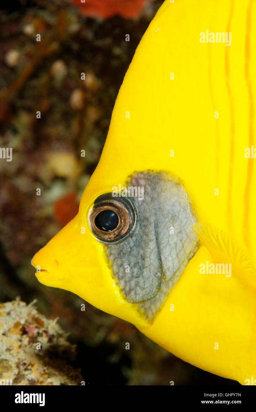 Chaetodon semilarvatus, Portrait Bluecheek ou papillons jaune, Paradise Reef, Red Sea, Egypt, Africa Banque D'Images