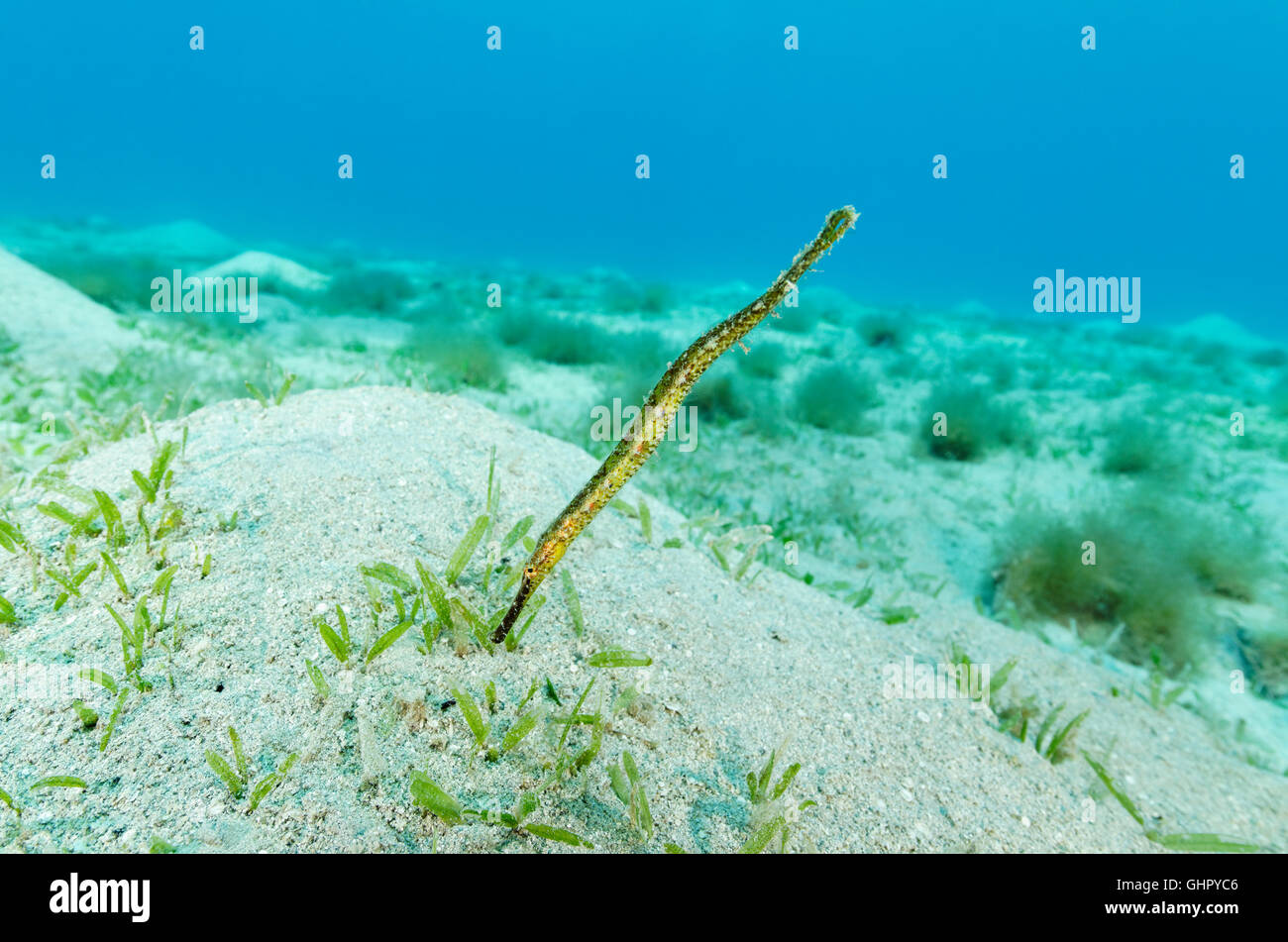 Trachyrhamphus bicoarctatus, double-clos les syngnathes, Marsa Mubarak, Red Sea, Egypt, Africa Banque D'Images