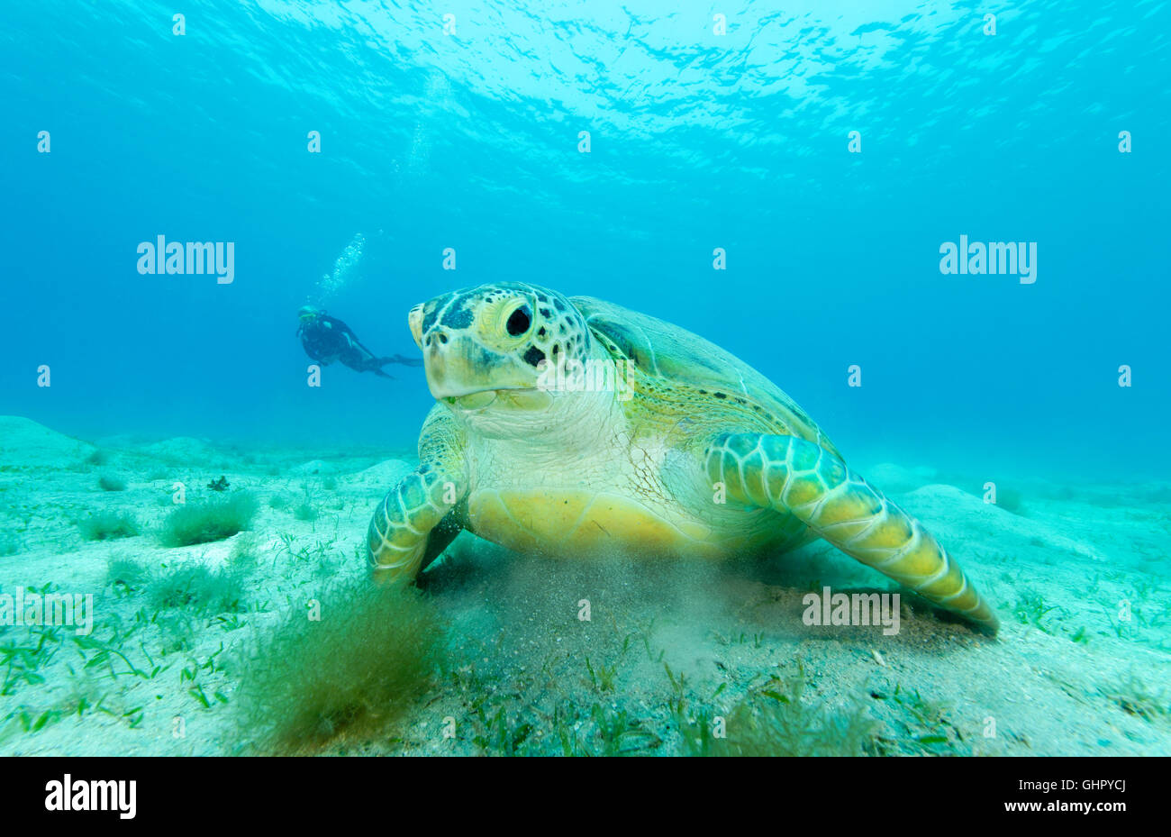 Green Seaturtle Chelonia mydas, et plongée sous-marine, les tortues de mer, Marsa Mubarak, Red Sea, Egypt, Africa Banque D'Images