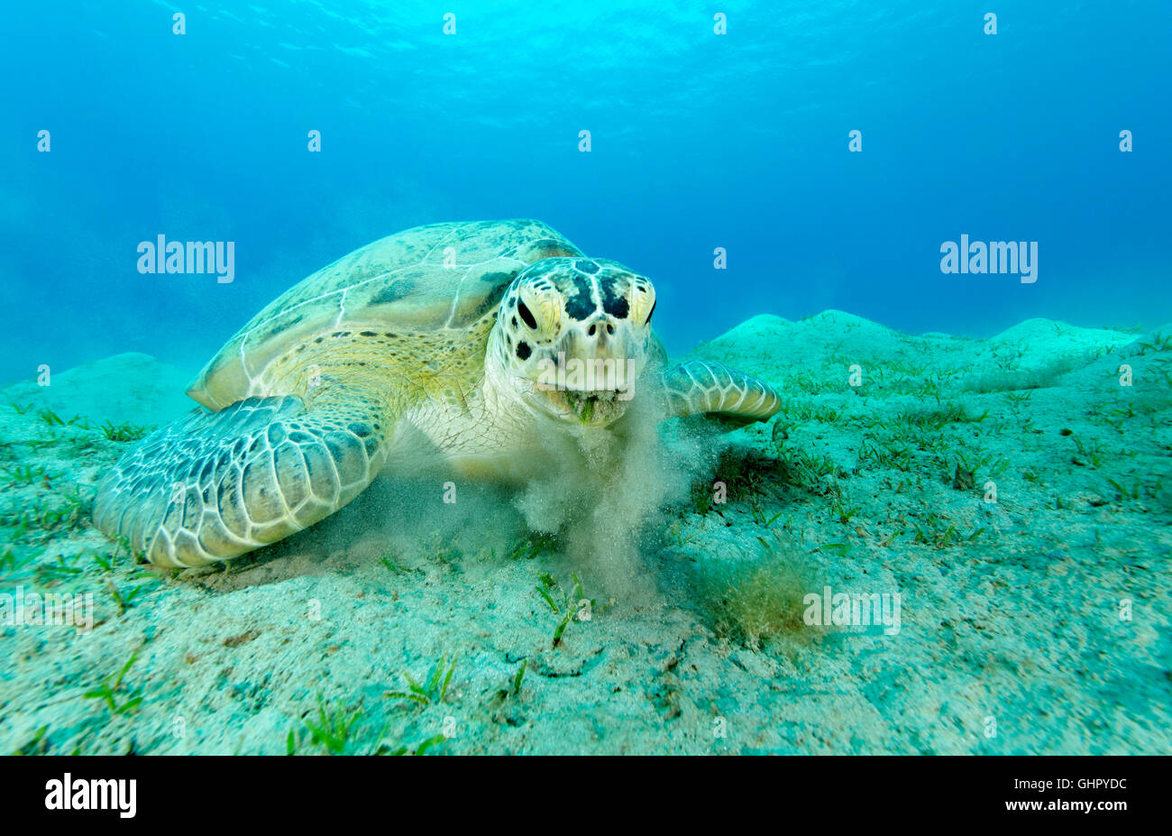 Seaturtle Chelonia mydas, vert, les tortues de mer, Marsa Mubarak, Red Sea, Egypt, Africa Banque D'Images