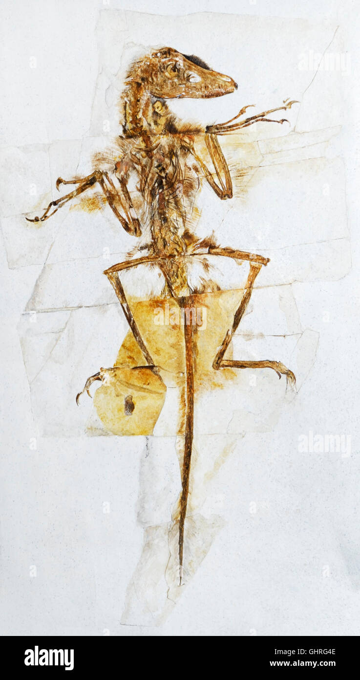 Sinornithosaurus millennii, oiseau-comme dinosaure à plumes, Crétacé précoce, il y a 139-122 millions d'ans, Liaoning Chine Banque D'Images