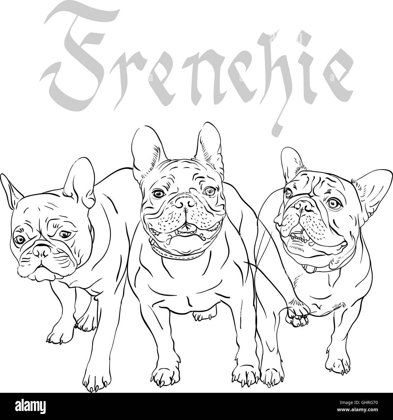 Dessin vectoriel race Bouledogue français chien domestique Illustration de Vecteur