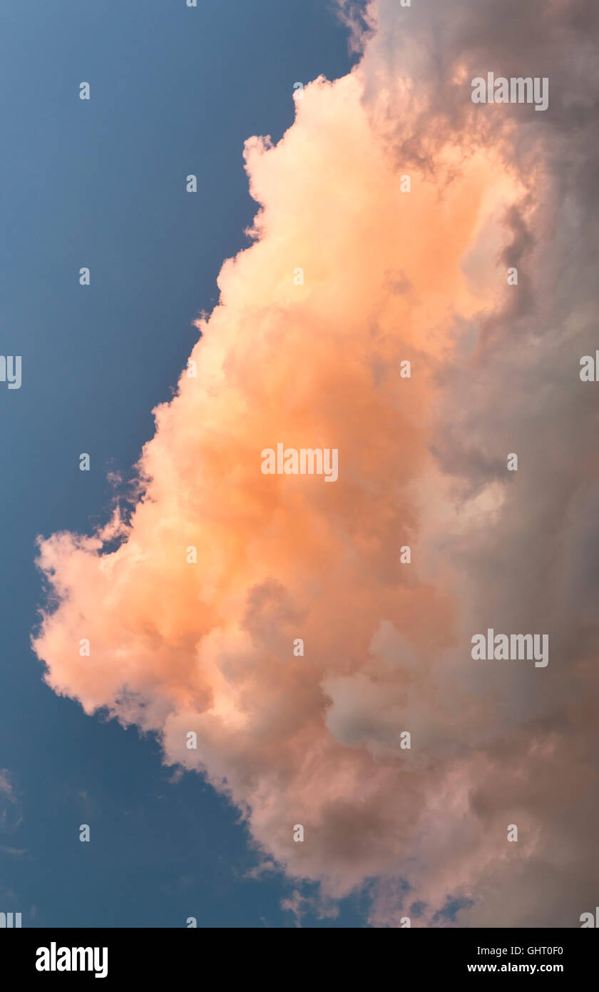 Ecureuil gris et de gros nuages cumulonimbus après un orage au coucher du soleil rougeoyant Banque D'Images